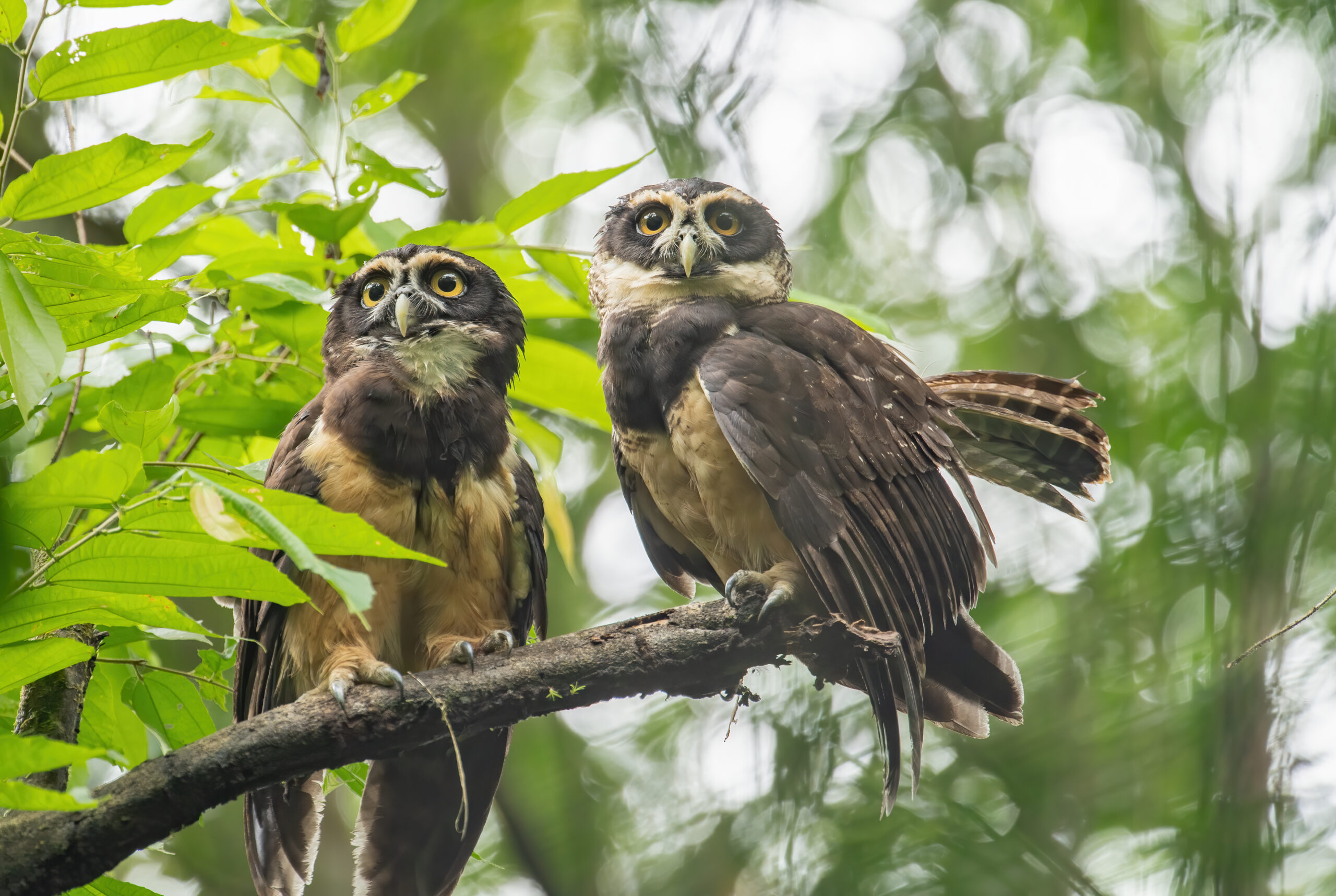Spectacled Owl (Pulsatrix perspicillata)