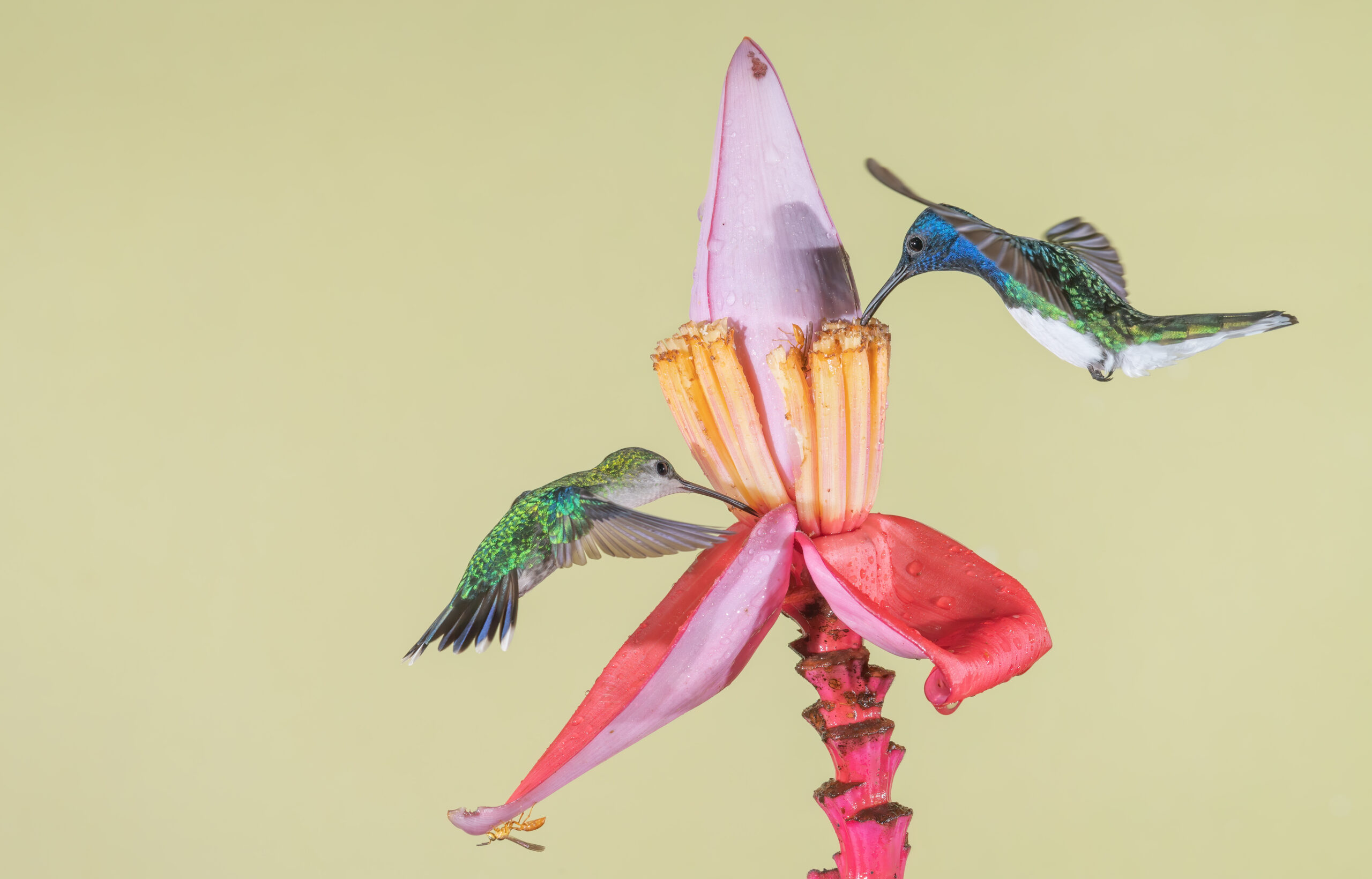 Crowned Woodnymph (Thalurania colombica) & White-necked Jacobin (Florisuga mellivora)
