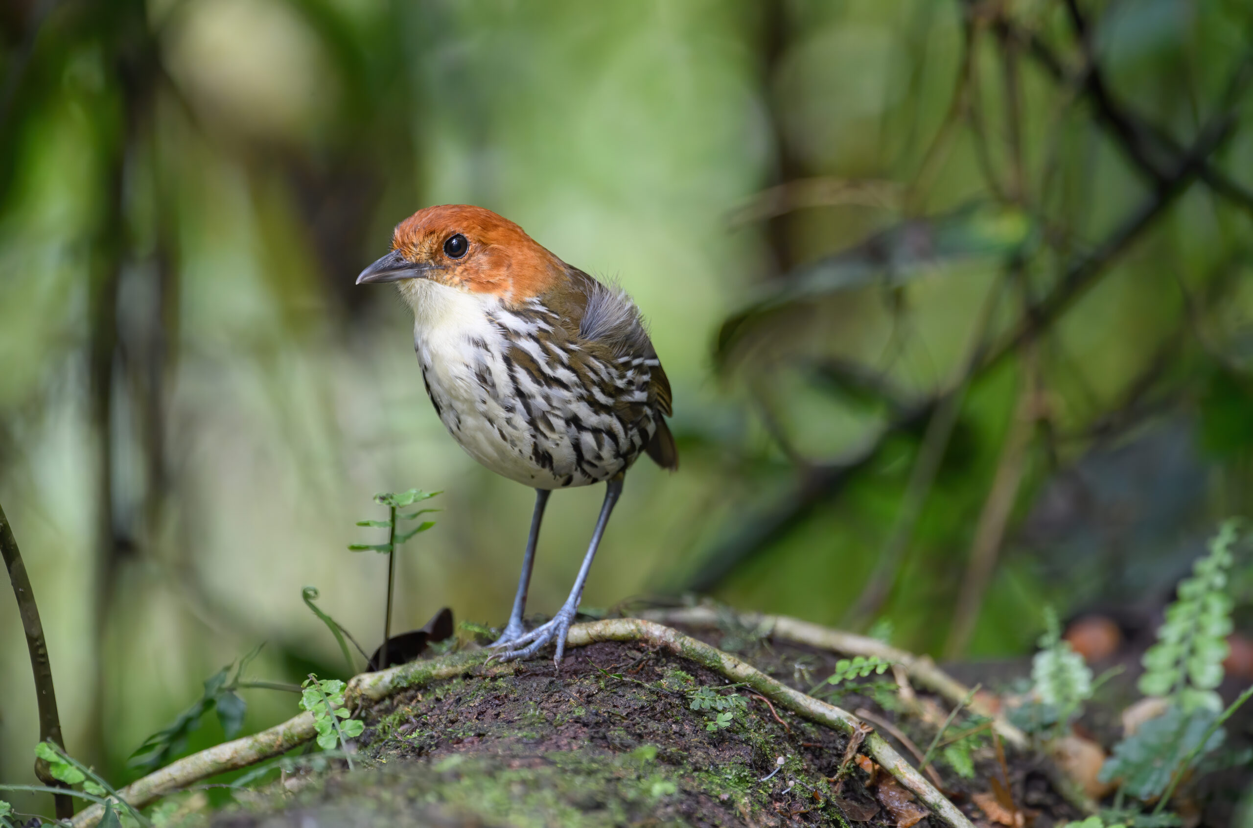 Chestnut-crowned antpitta (Grallaria ruficapilla)
