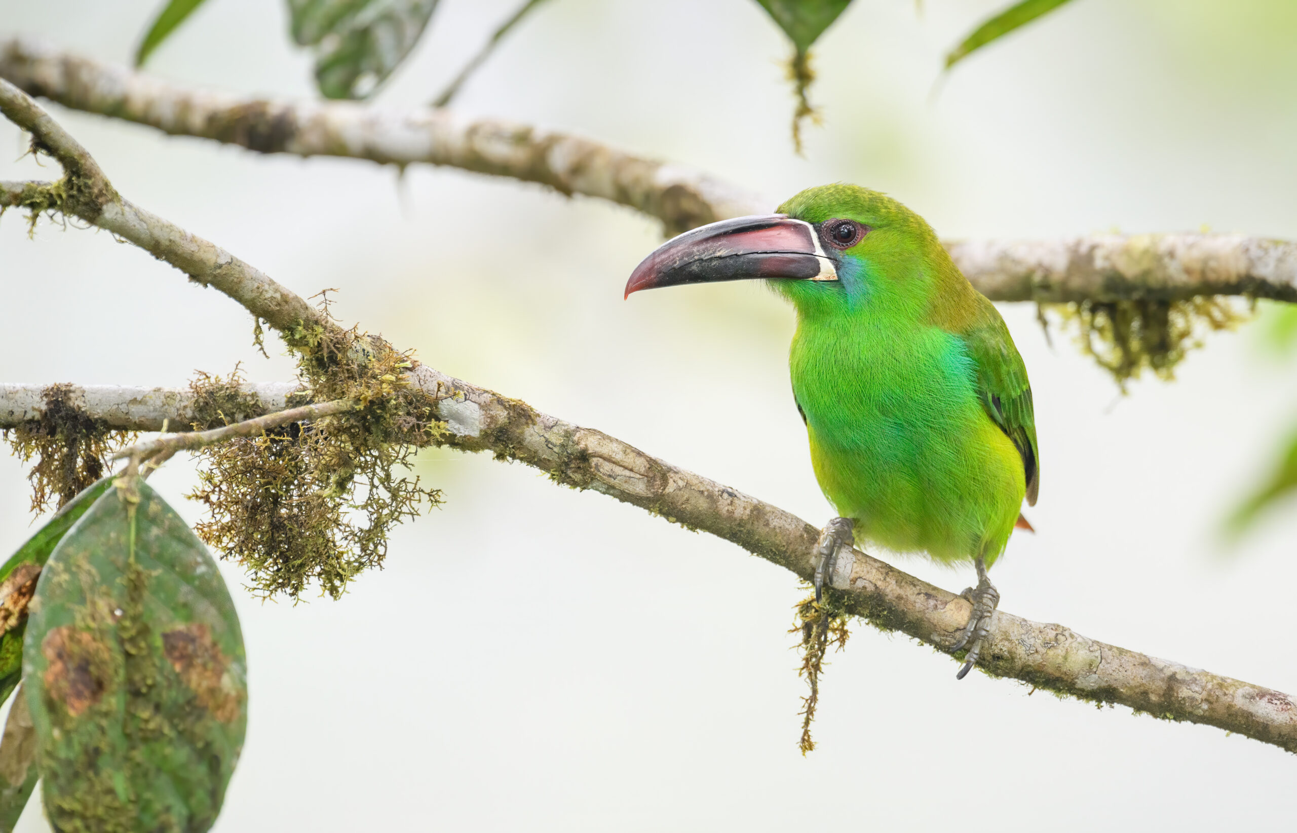 Crimson-rumped Toucanet (Aulacorhynchus haematopygus)