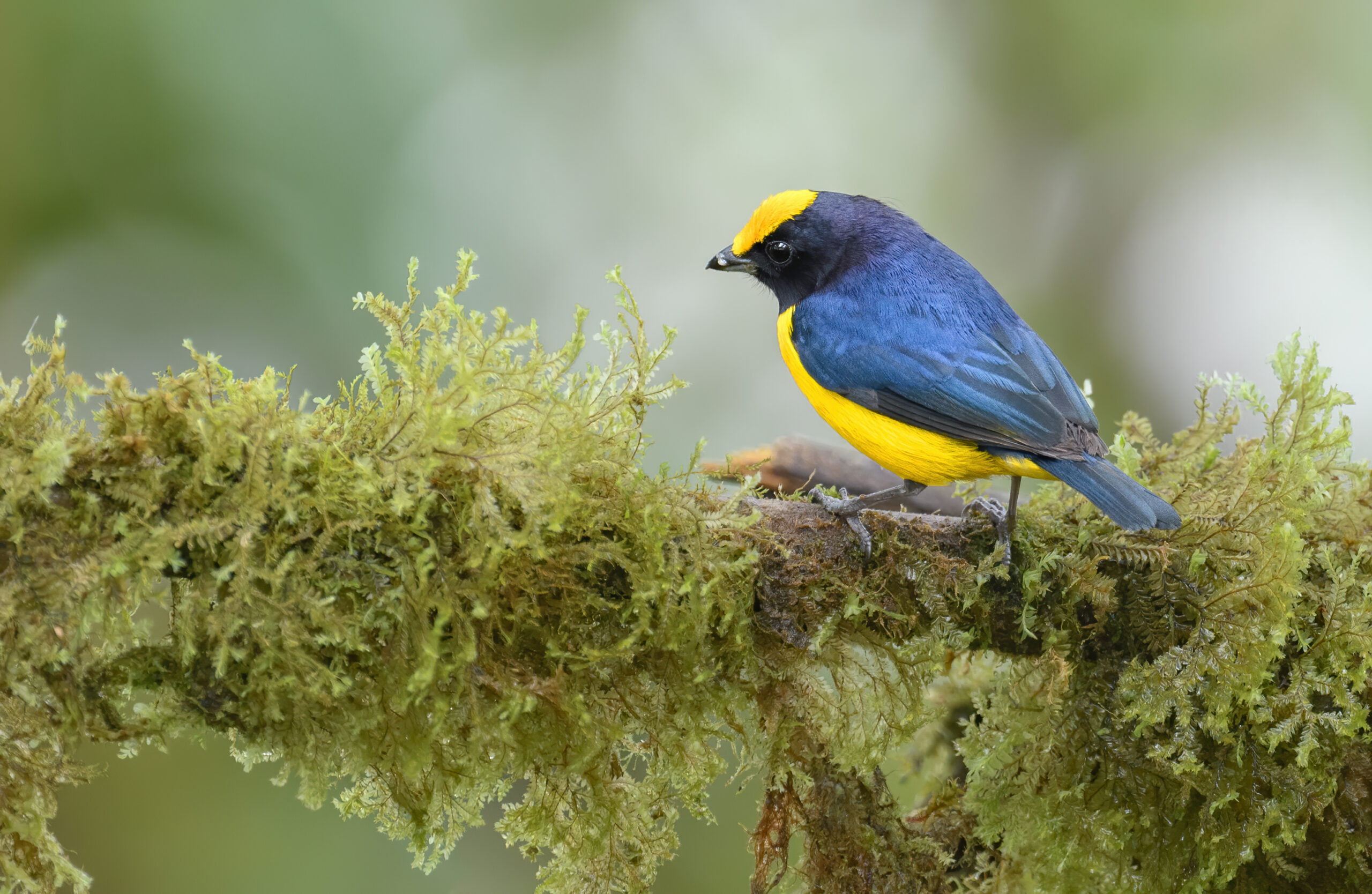 Orange-bellied Euphonia (Euphonia xanthogaster)