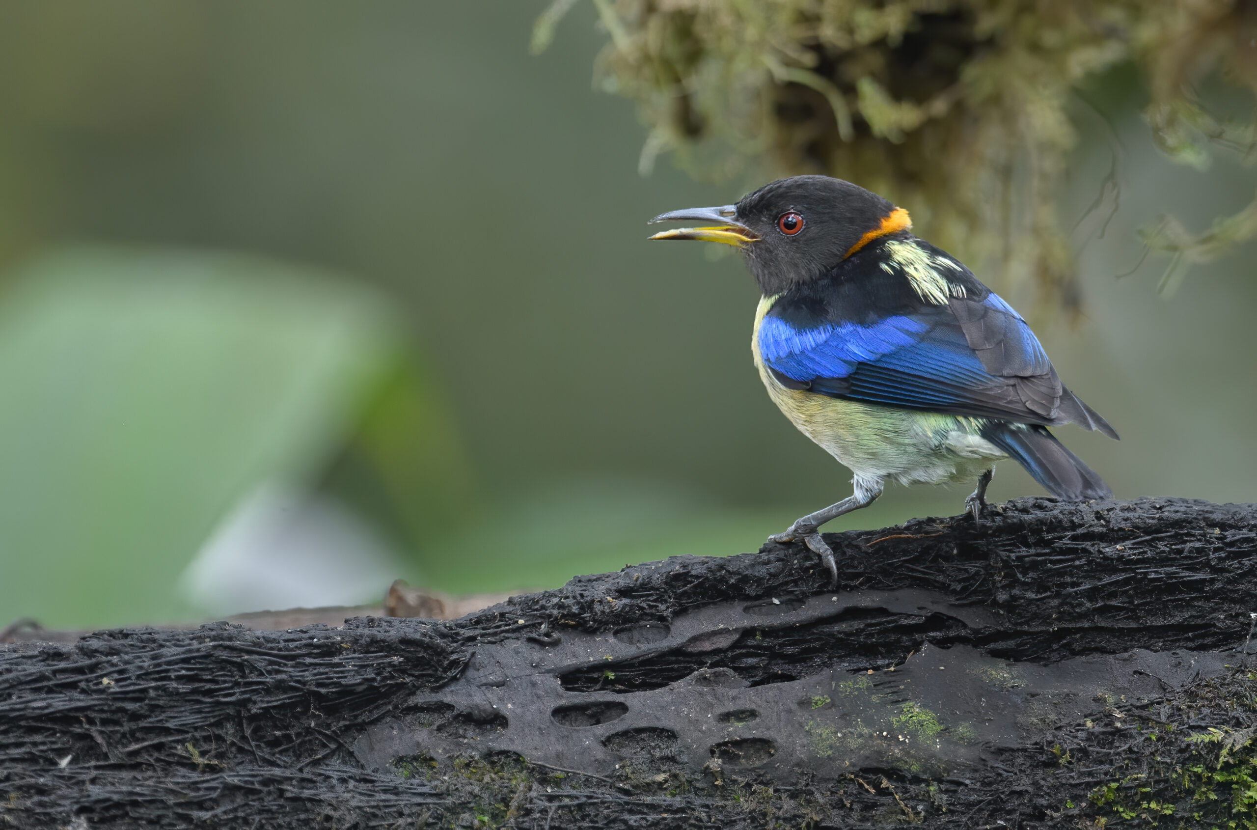 Golden-collared Honeycreeper (Iridophanes pulcherrimus)