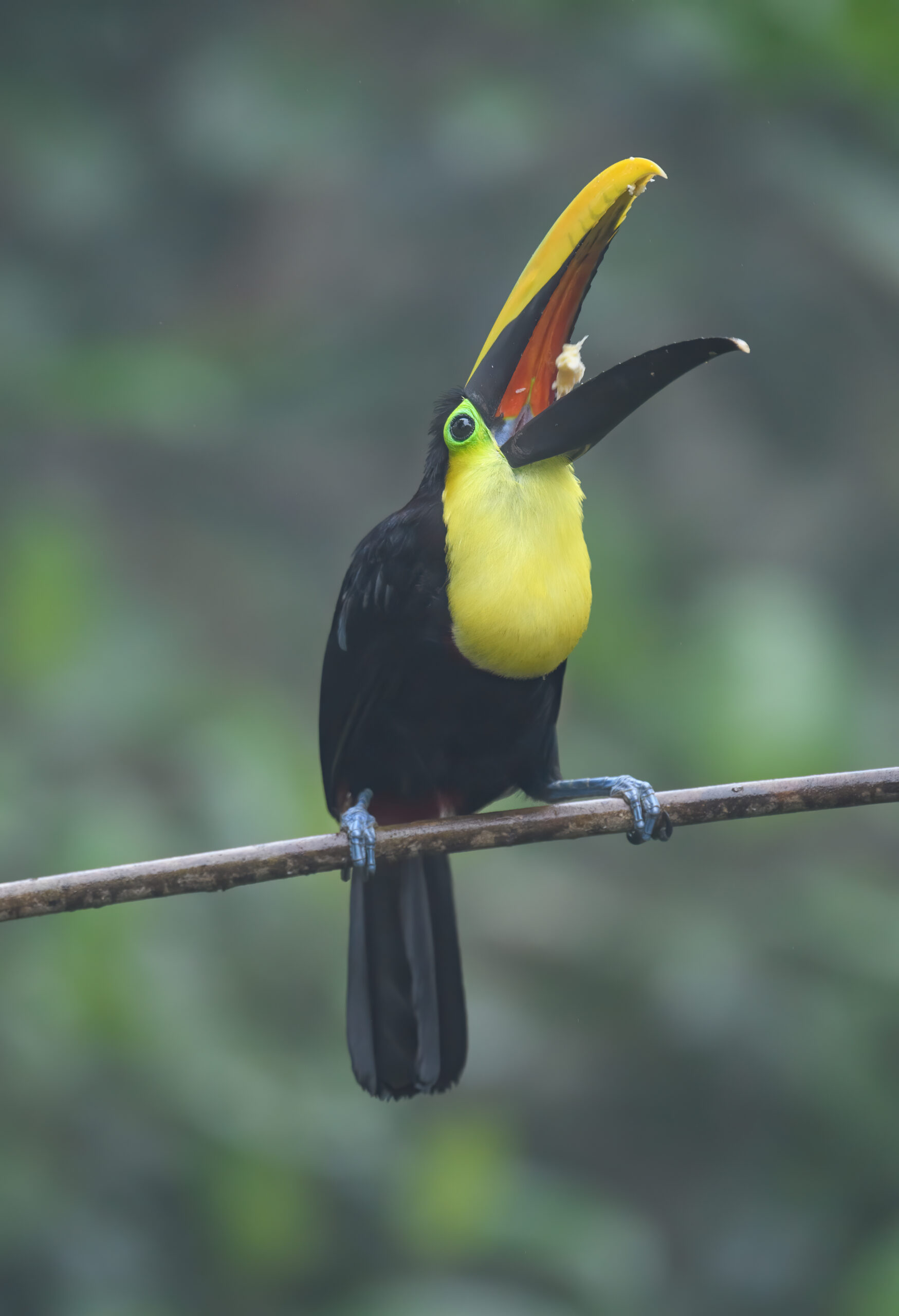 Chocó Toucan (Ramphastos brevis)
