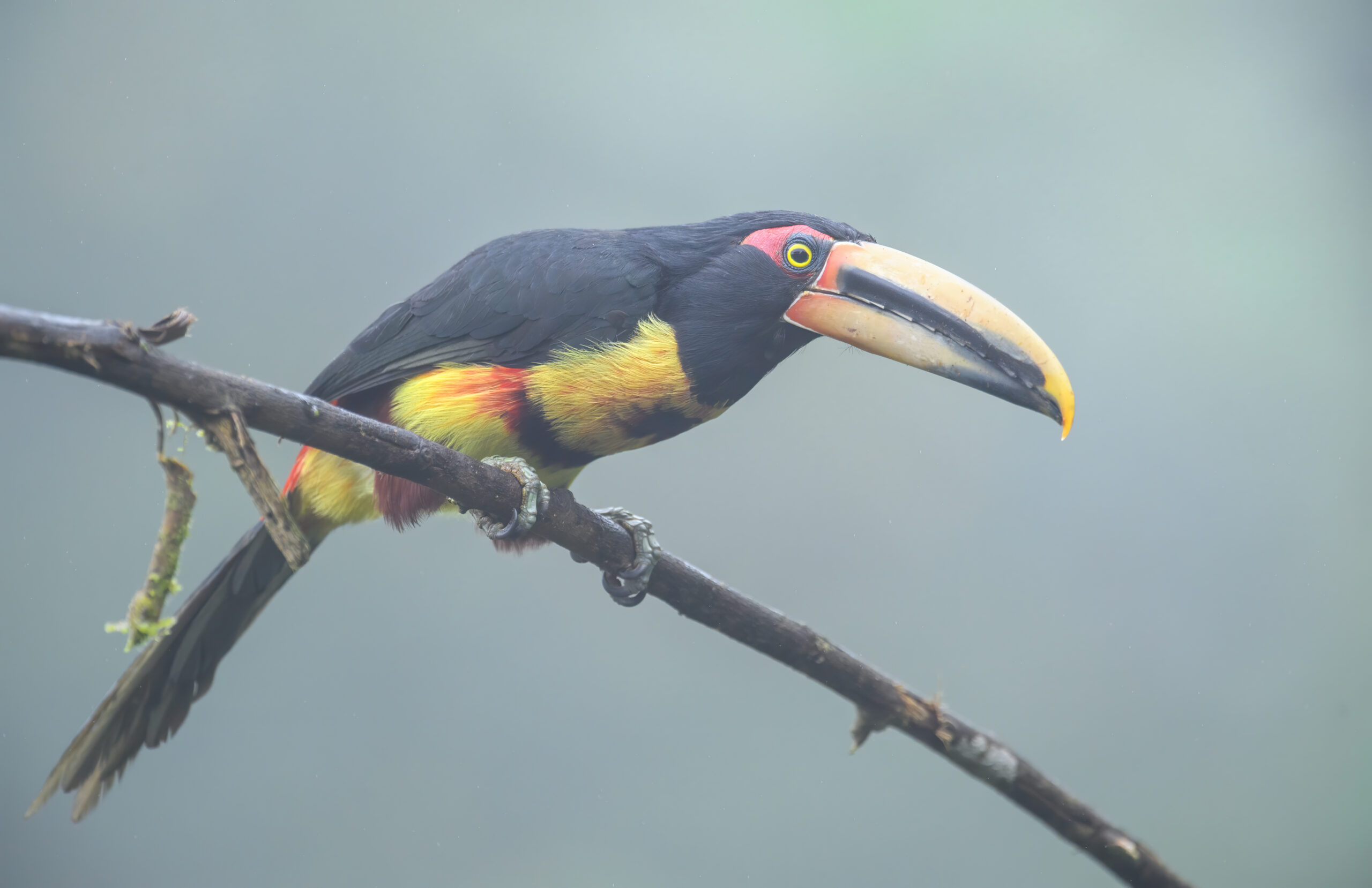 Pale-mandibled Araçari (Pteroglossus torquatus ssp. erythropygius)
