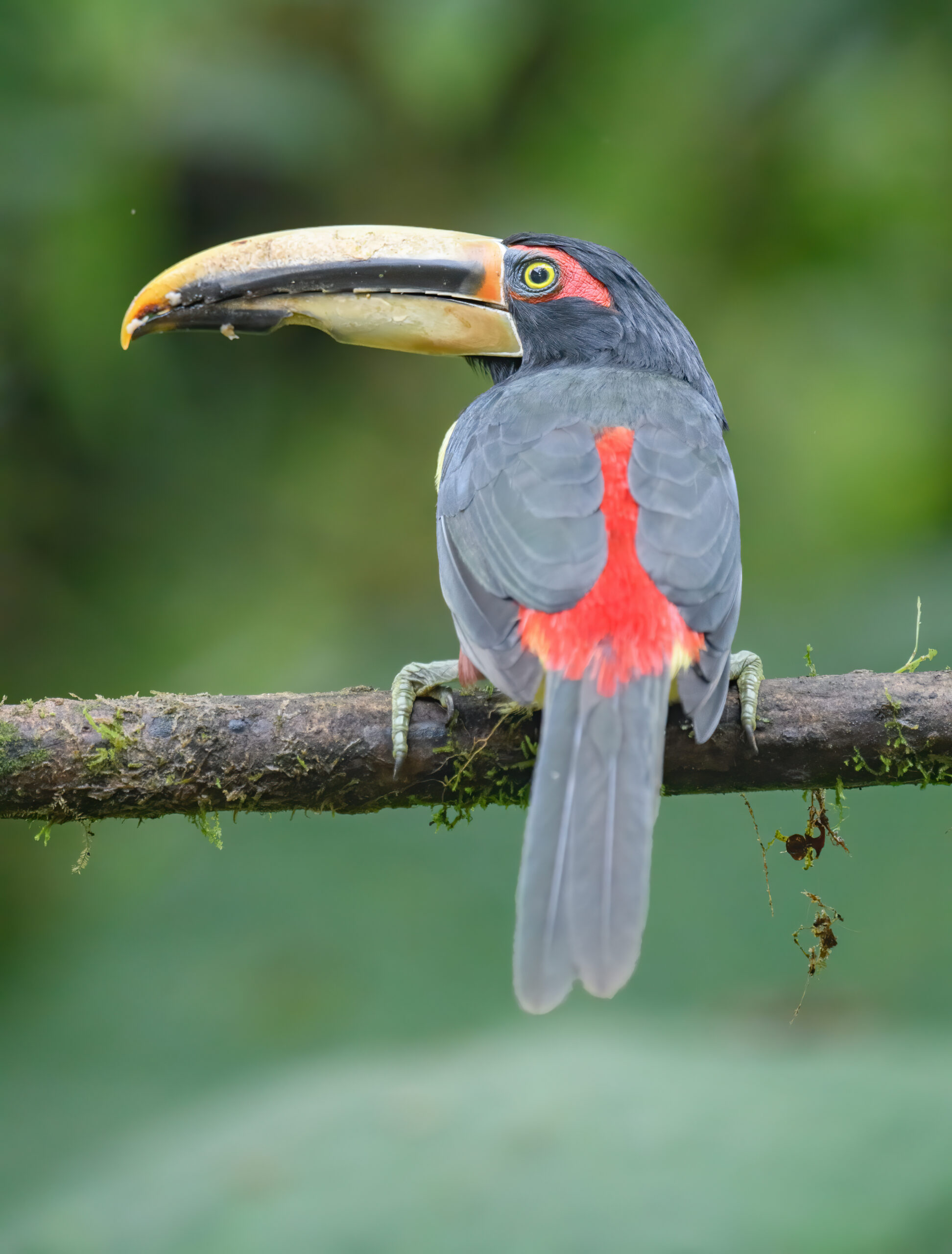 Pale-mandibled Araçari (Pteroglossus torquatus ssp. erythropygius)