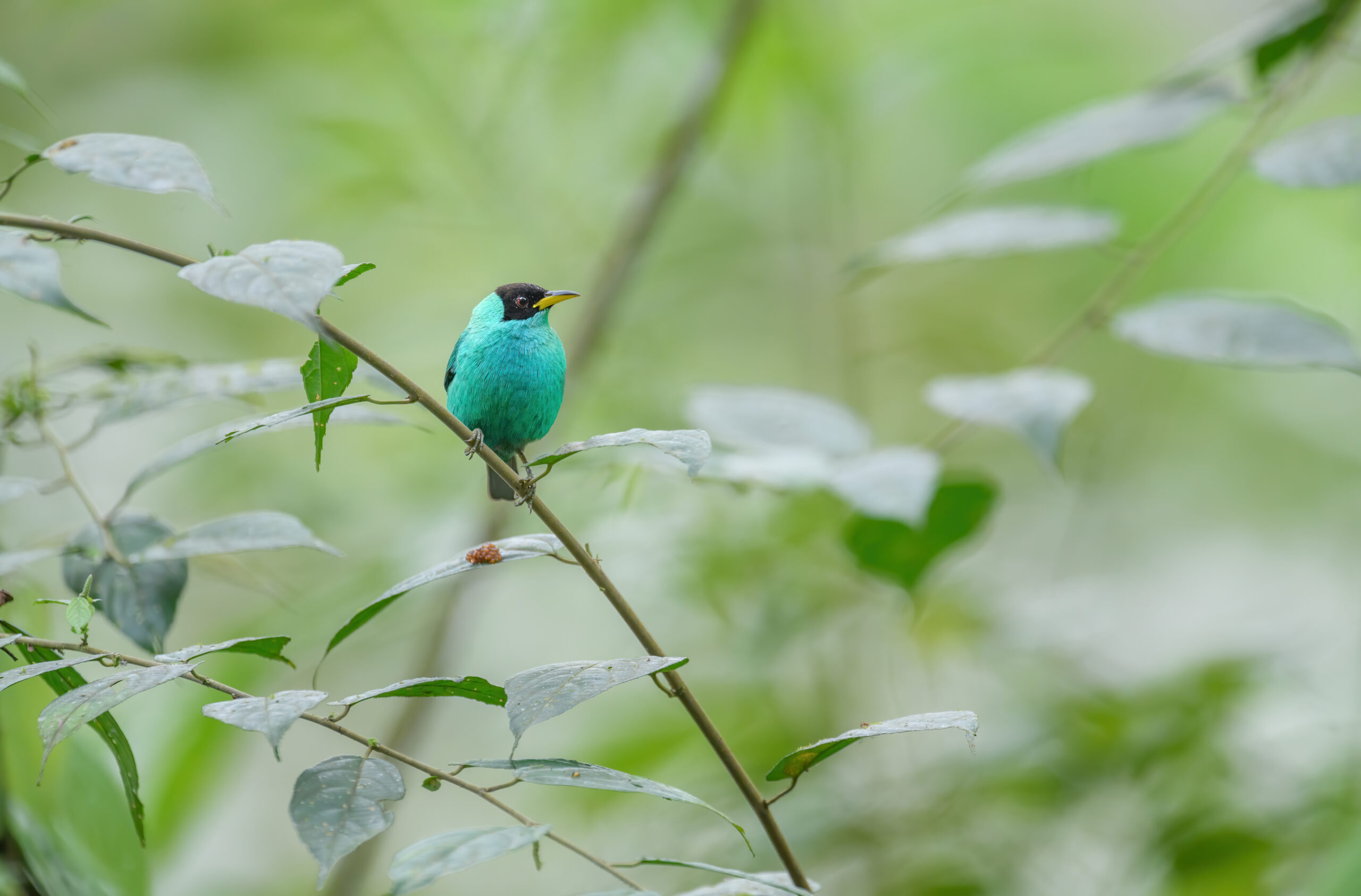 Green Honeycreeper (Chlorophanes spiza)