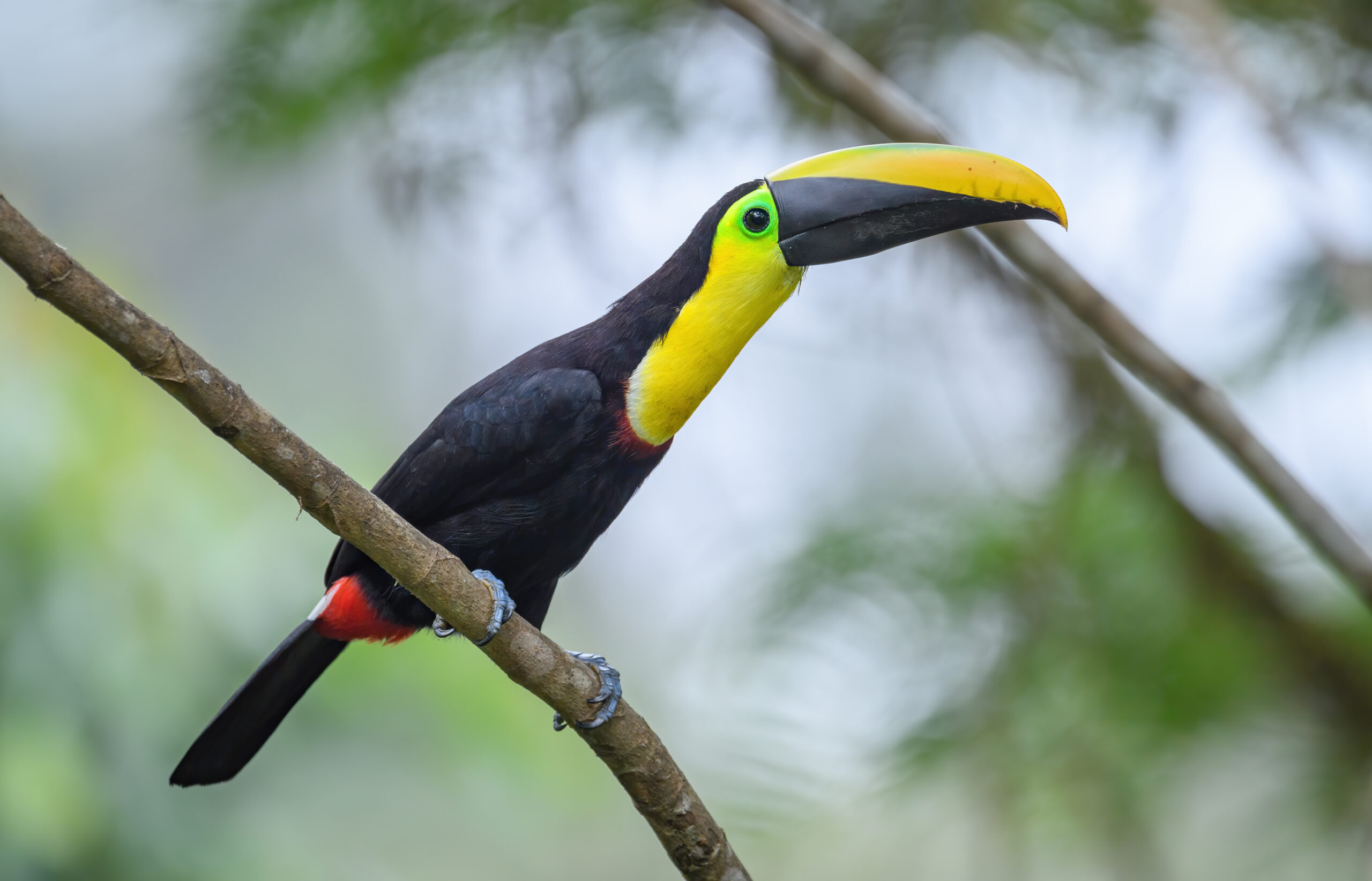Chocó Toucan (Ramphastos brevis)