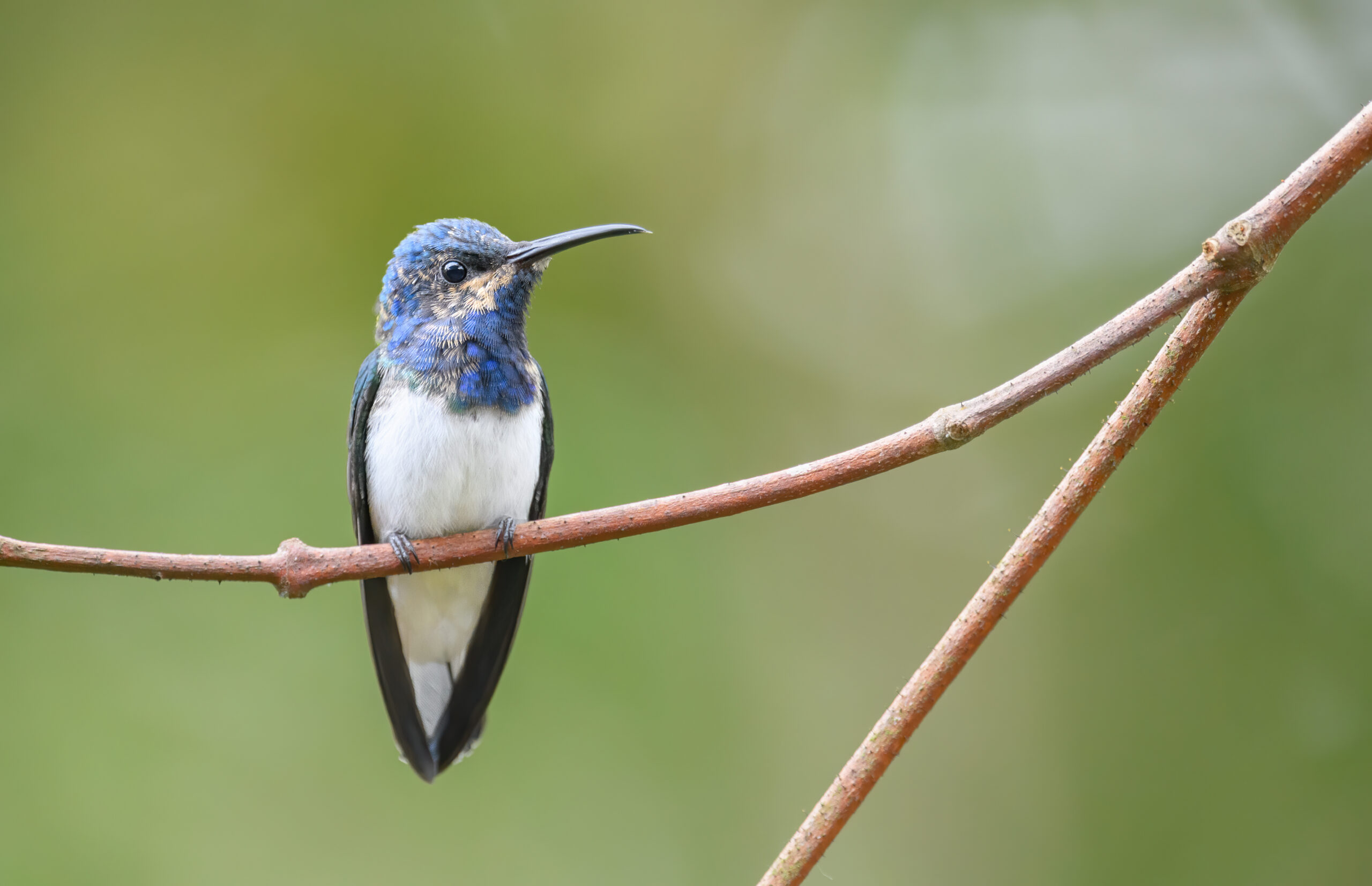 White-necked Jacobin (Florisuga mellivora)