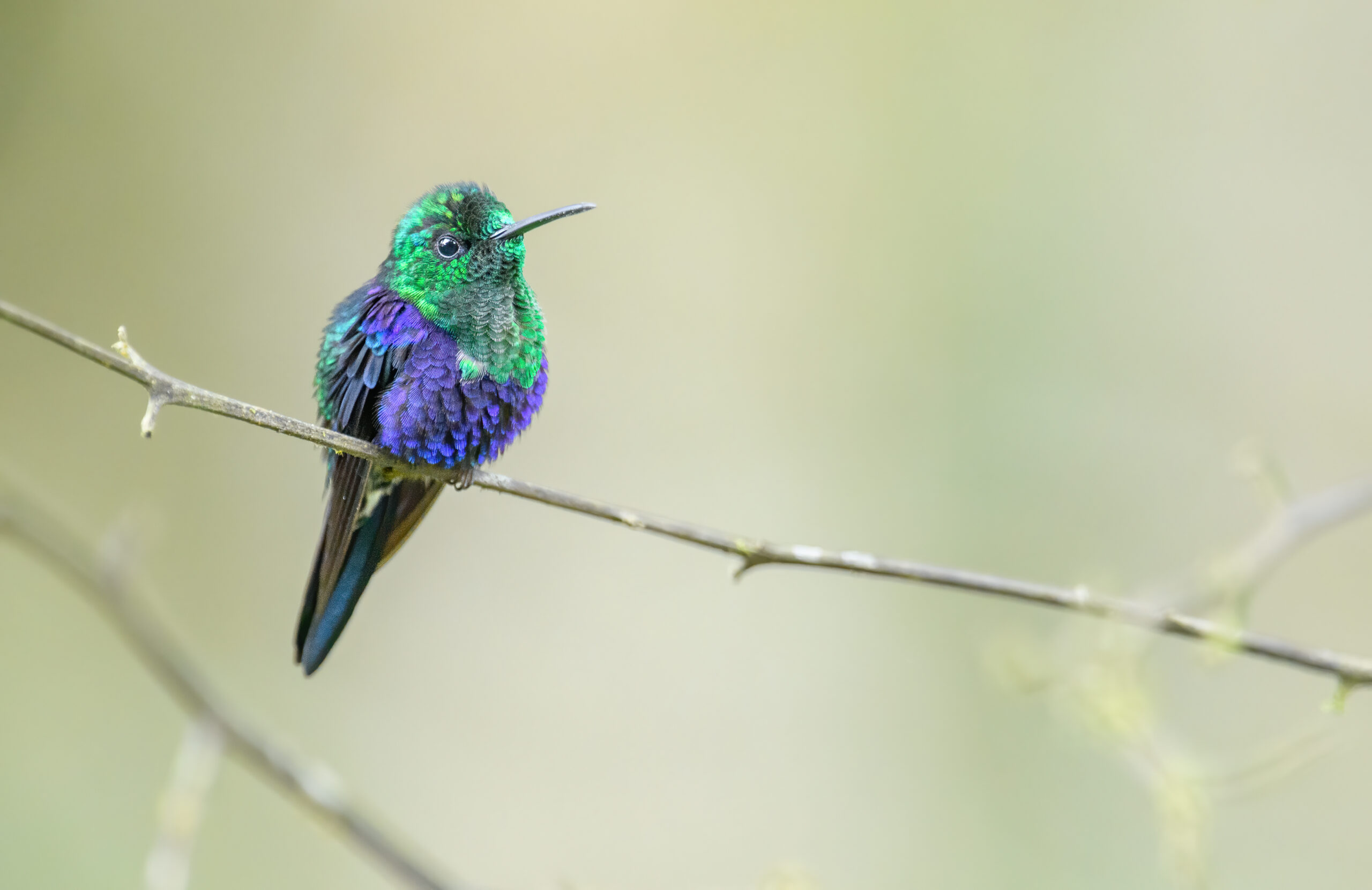 Crowned Woodnymph (Thalurania colombica)