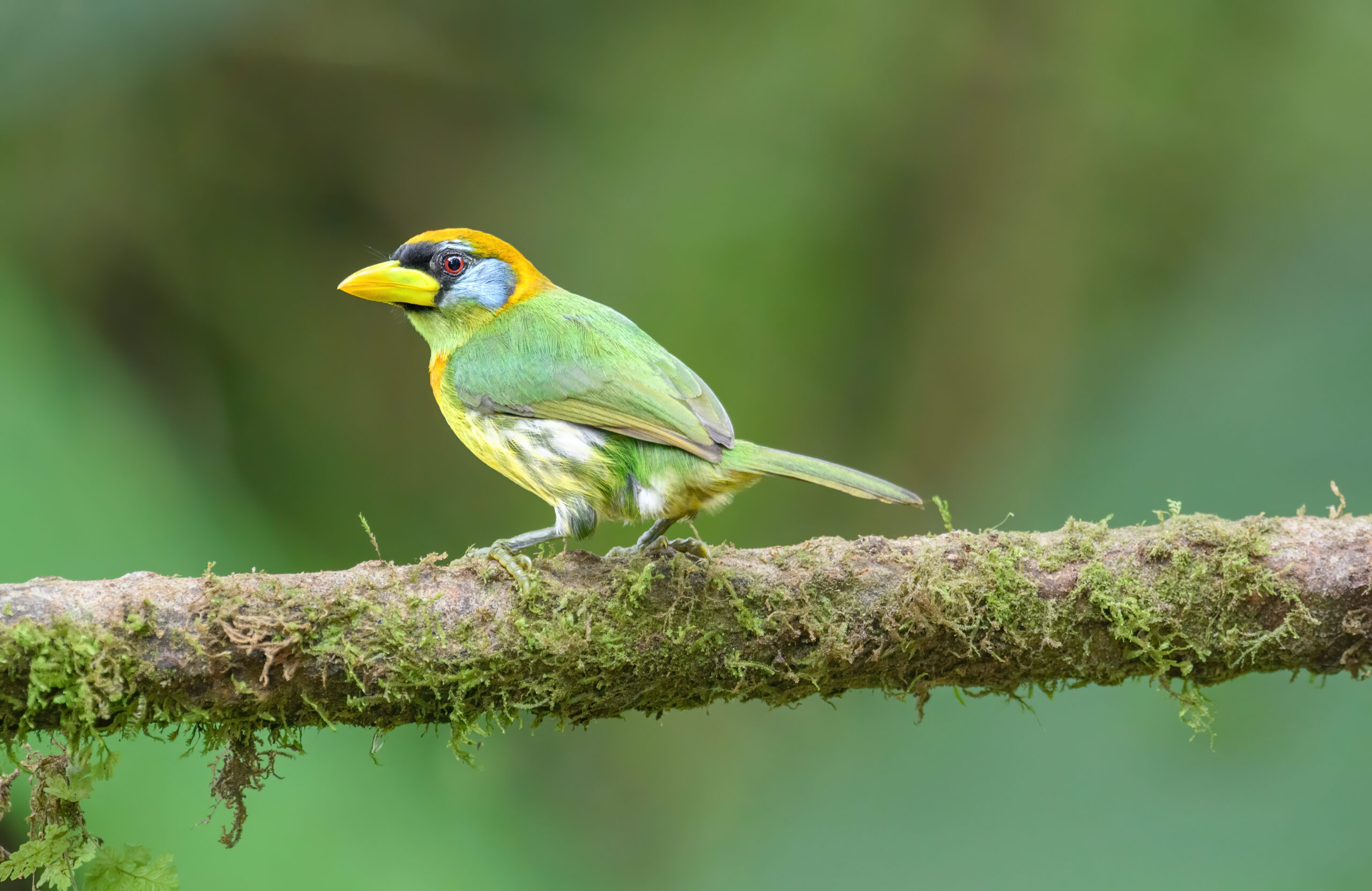 Red-headed Barbet (Eubucco bourcierii)