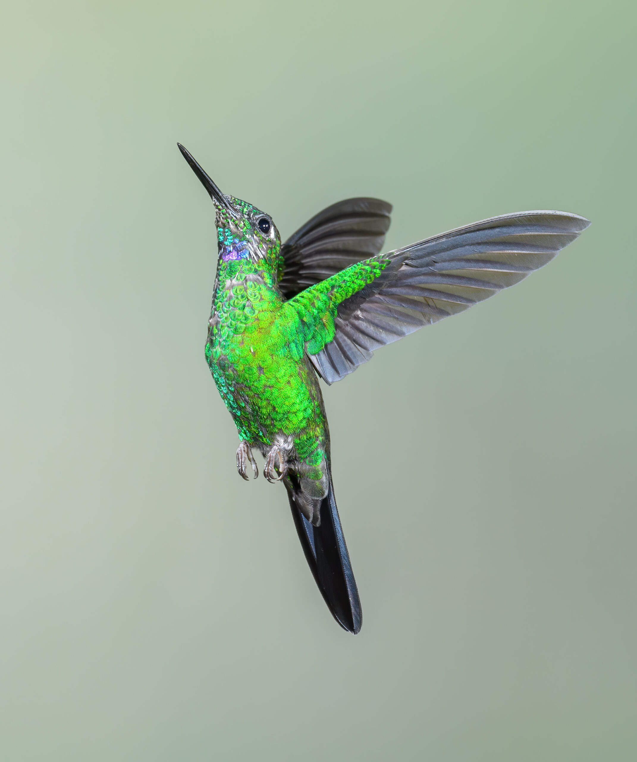 Green-crowned Brilliant (Heliodoxa jacula)
