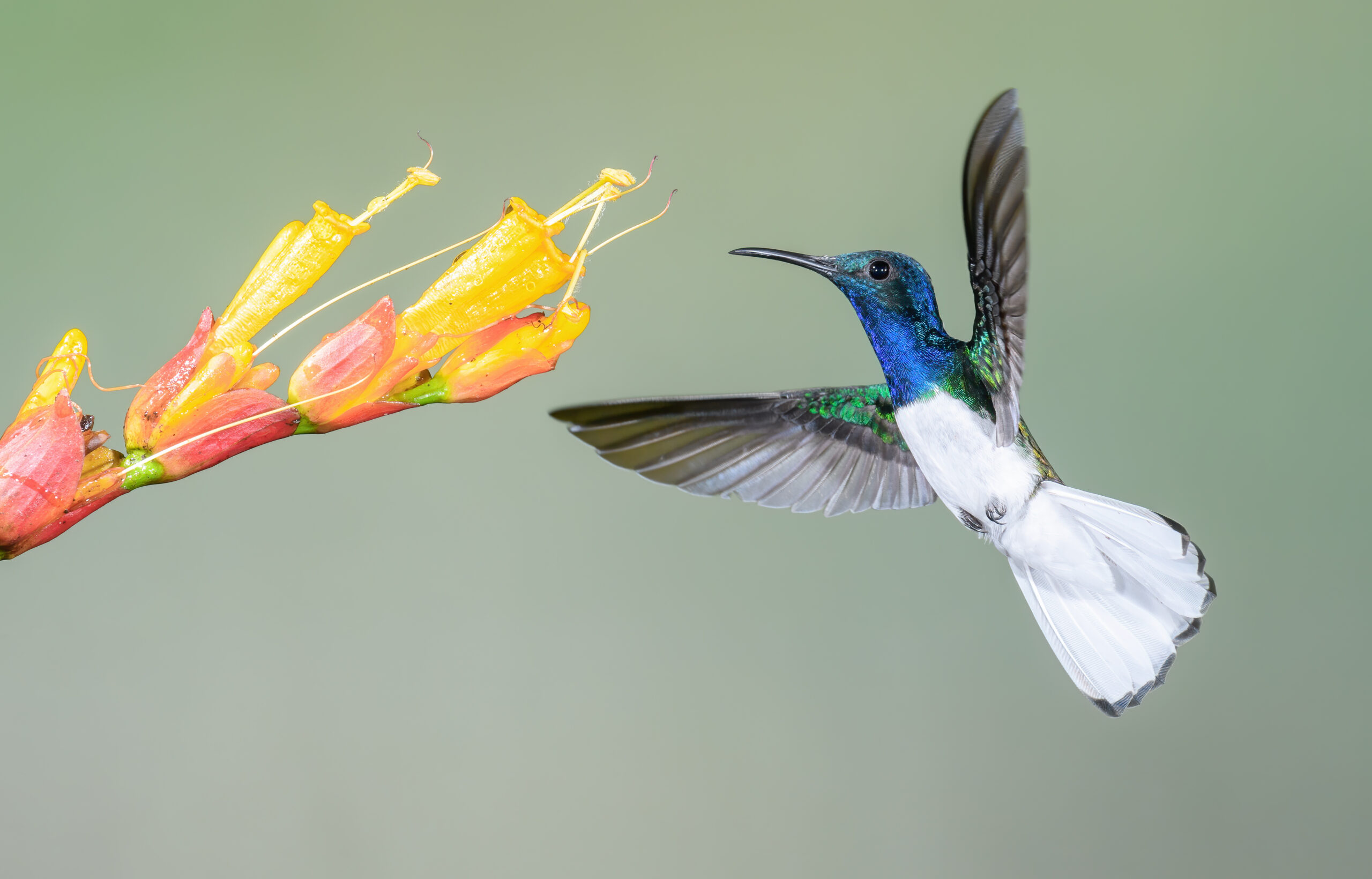 White-necked Jacobin (Florisuga mellivora)