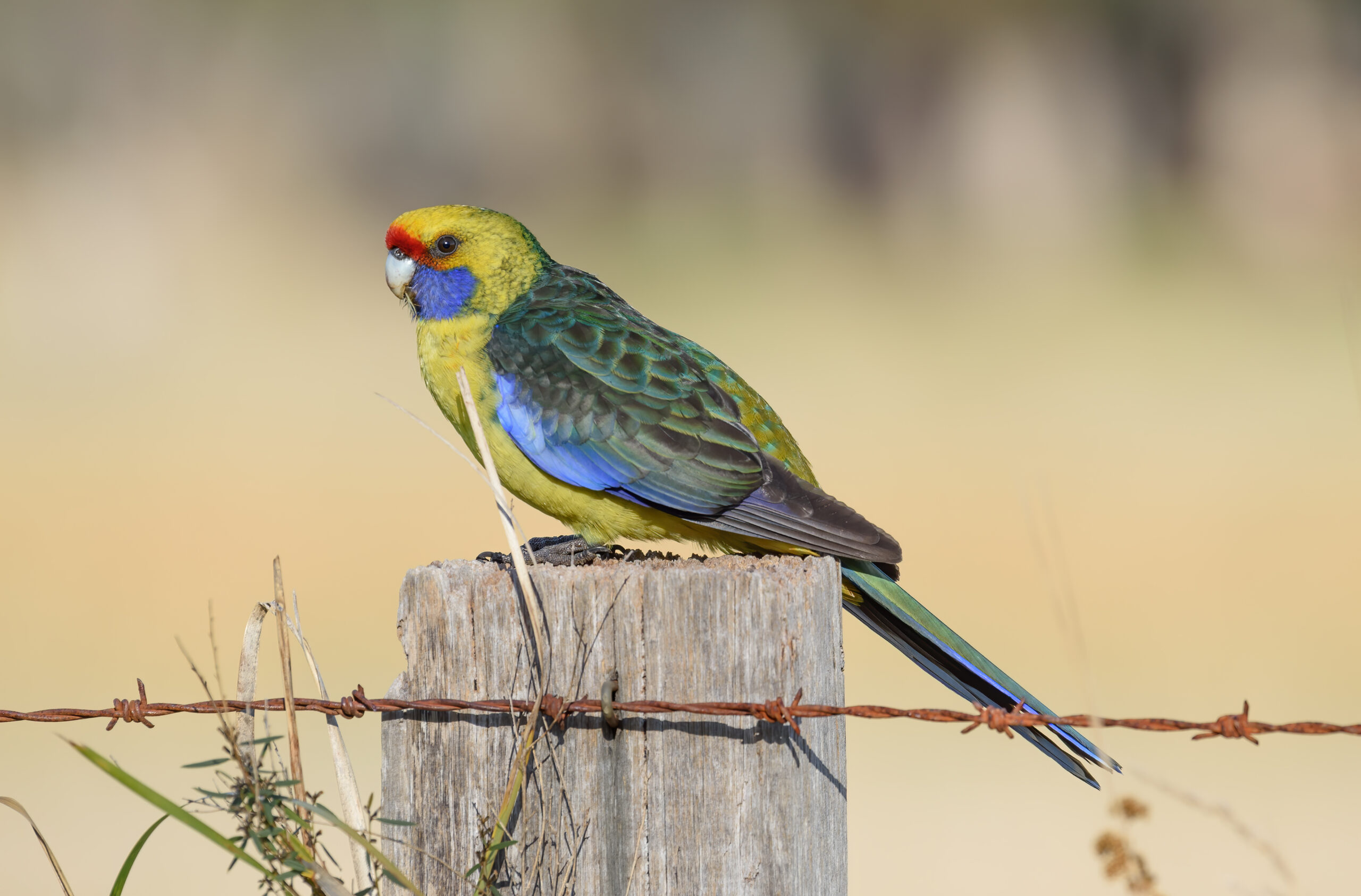 Green Rosella (Platycercus caledonicus)
