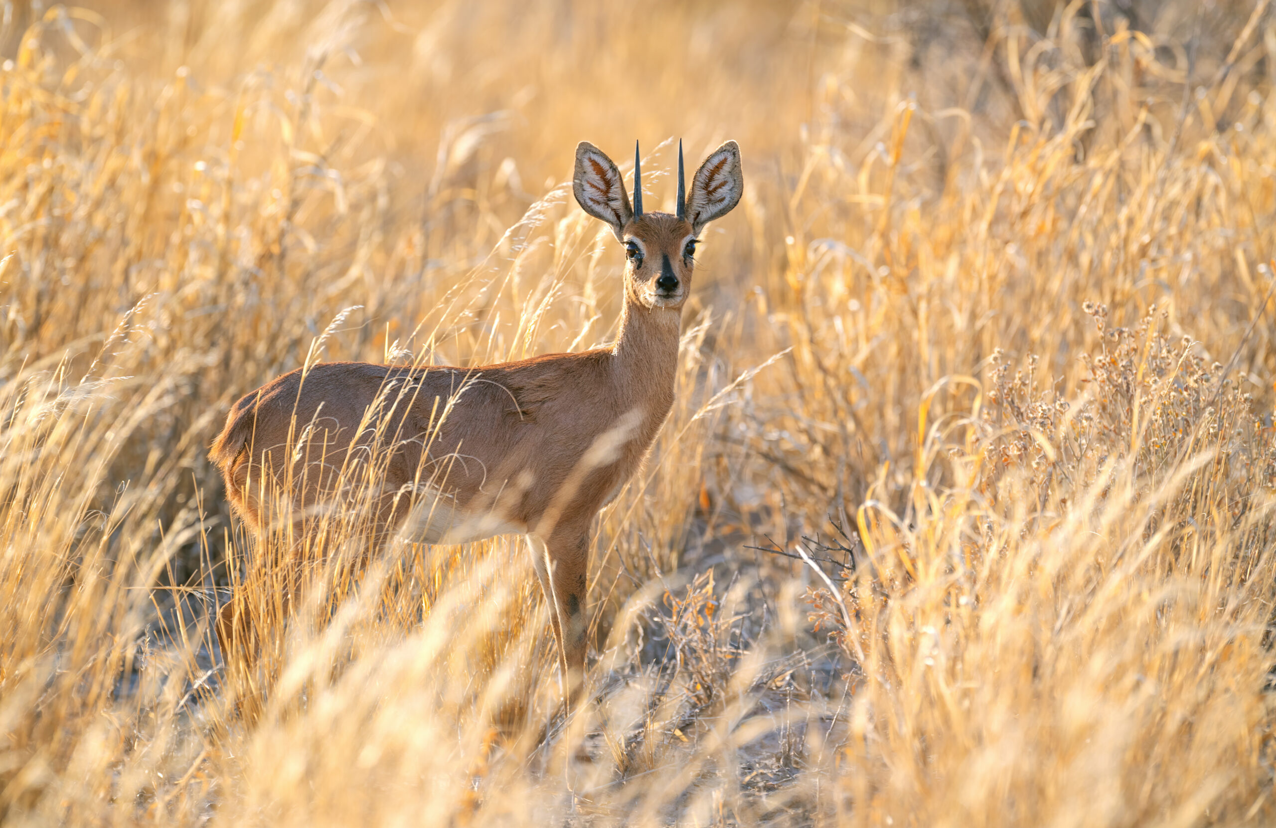 Southern Steenbuck (Raphicerus campestris ssp. campestris)