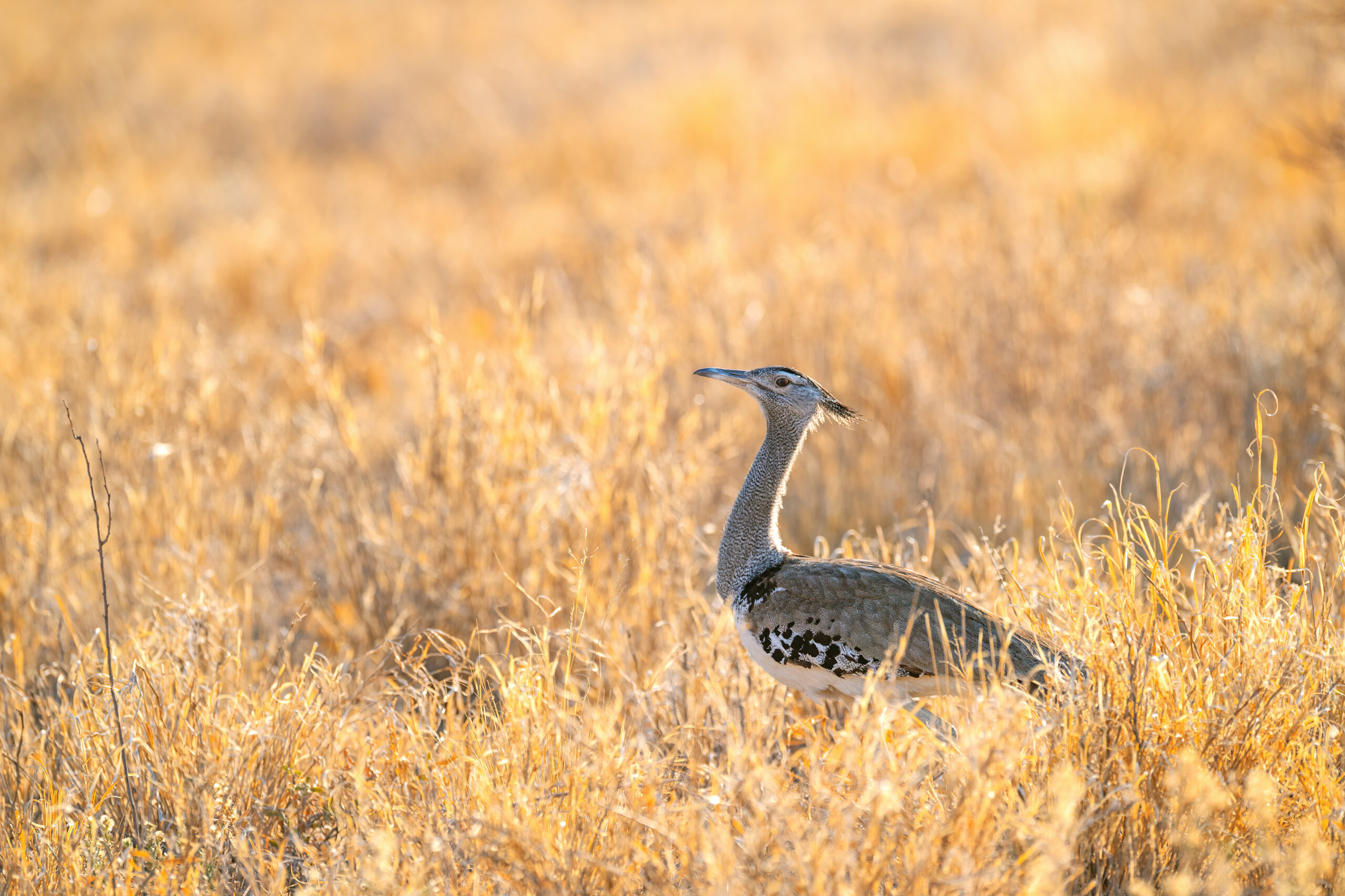 Southern Kori (Ardeotis kori ssp. kori)