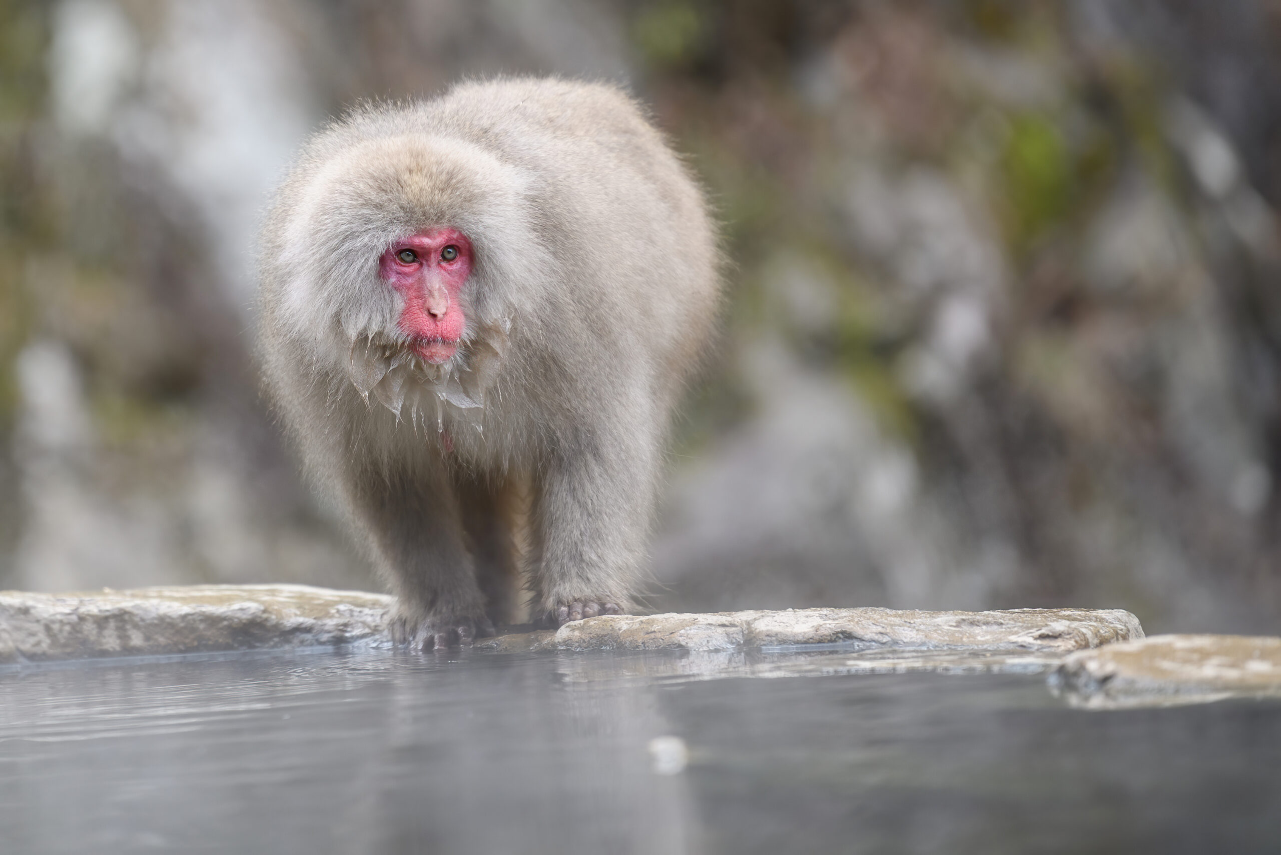 Japanese Macaque (Macaca fuscata)