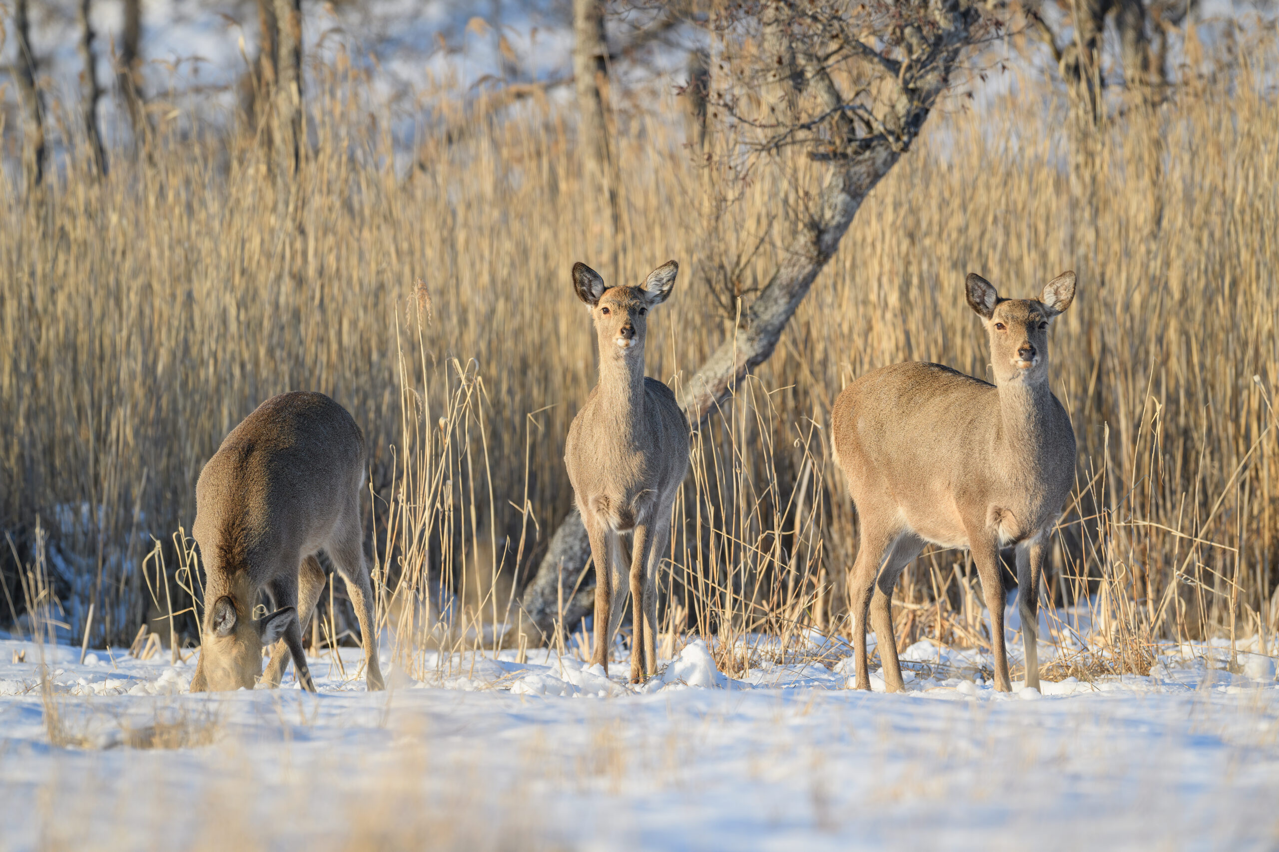 Sika Deer (Cervus nippon)
