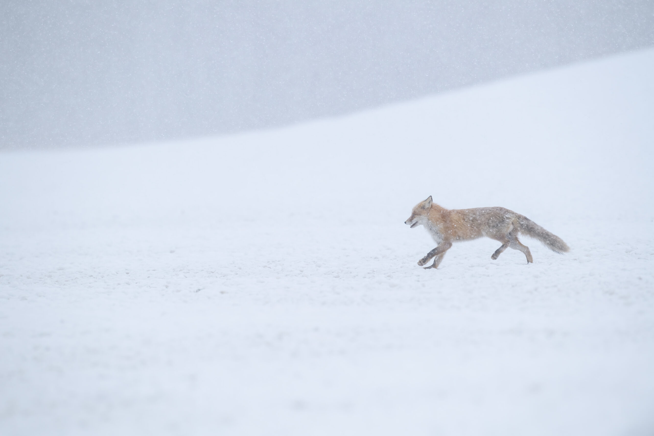 Hokkaido Red Fox (Vulpes vulpes ssp. schrencki)