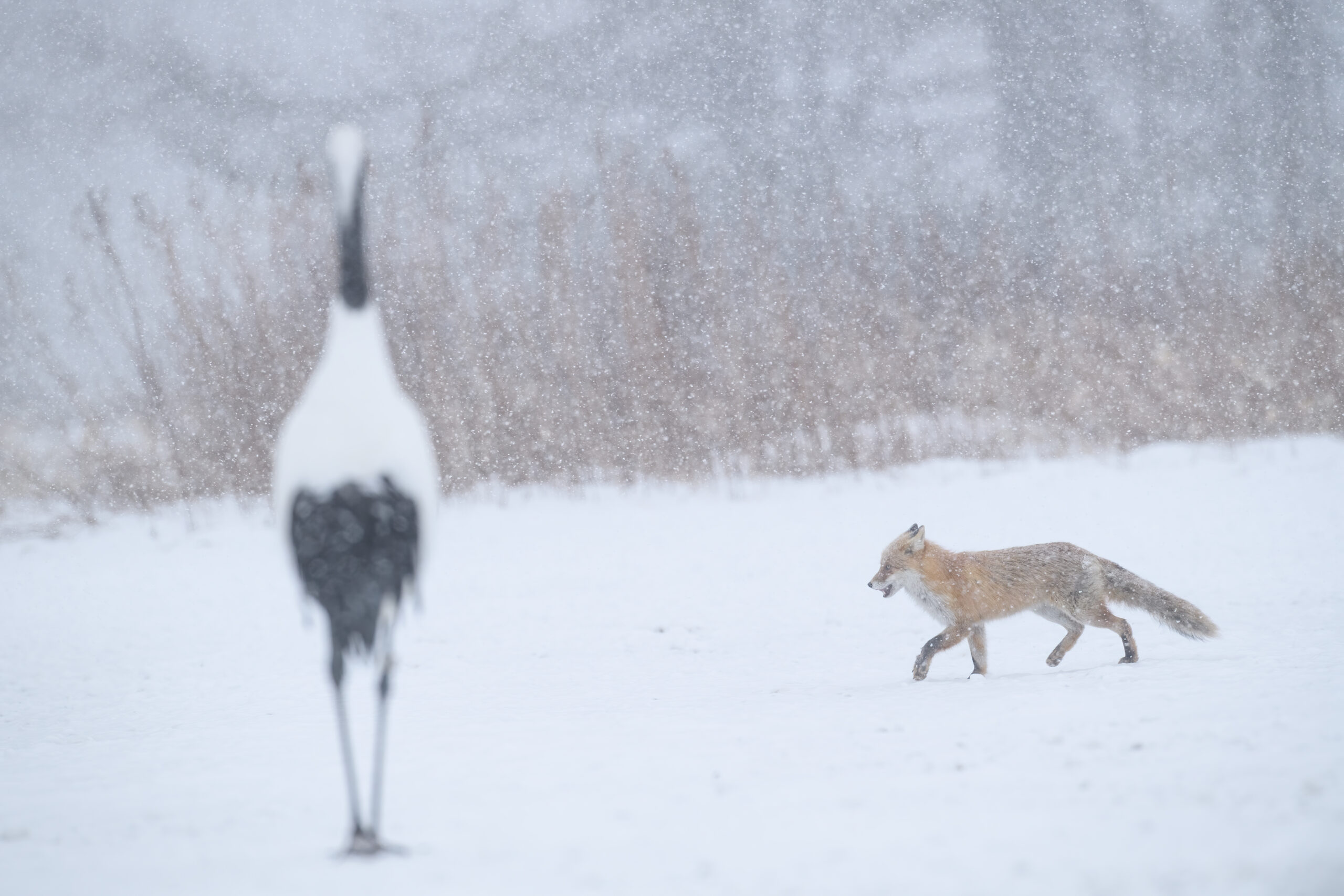 Hokkaido Red Fox (Vulpes vulpes ssp. schrencki)