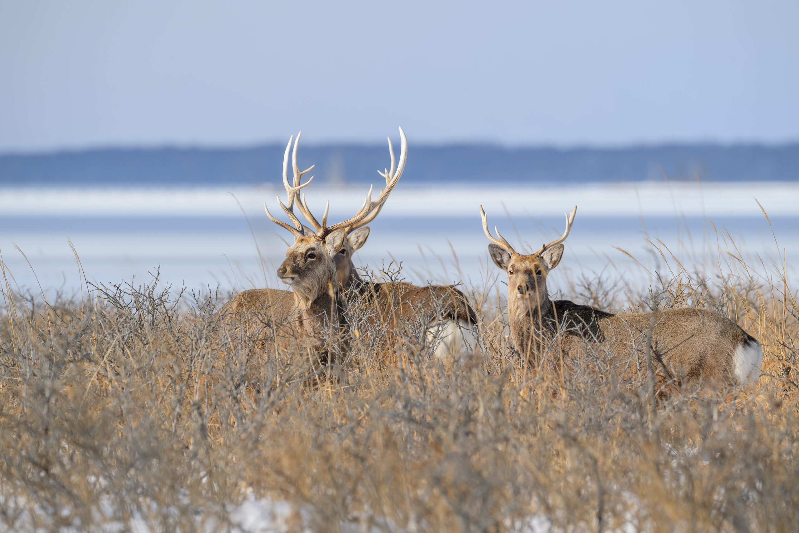 Sika Deer (Cervus nippon)