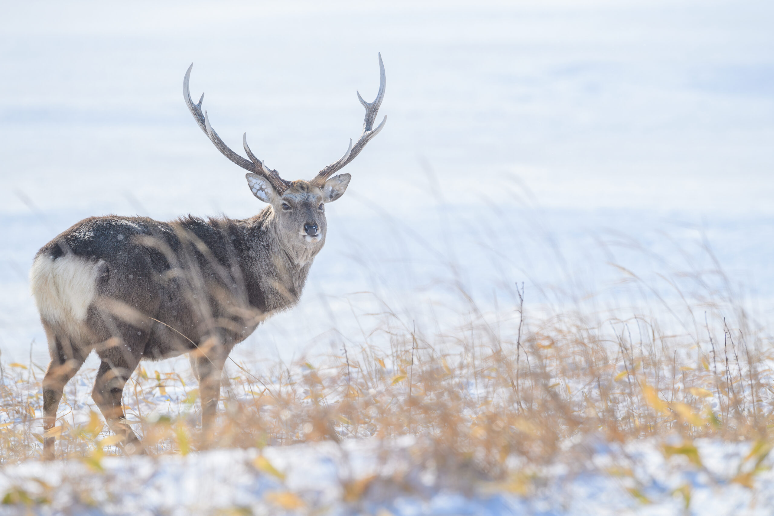 Sika Deer (Cervus nippon)