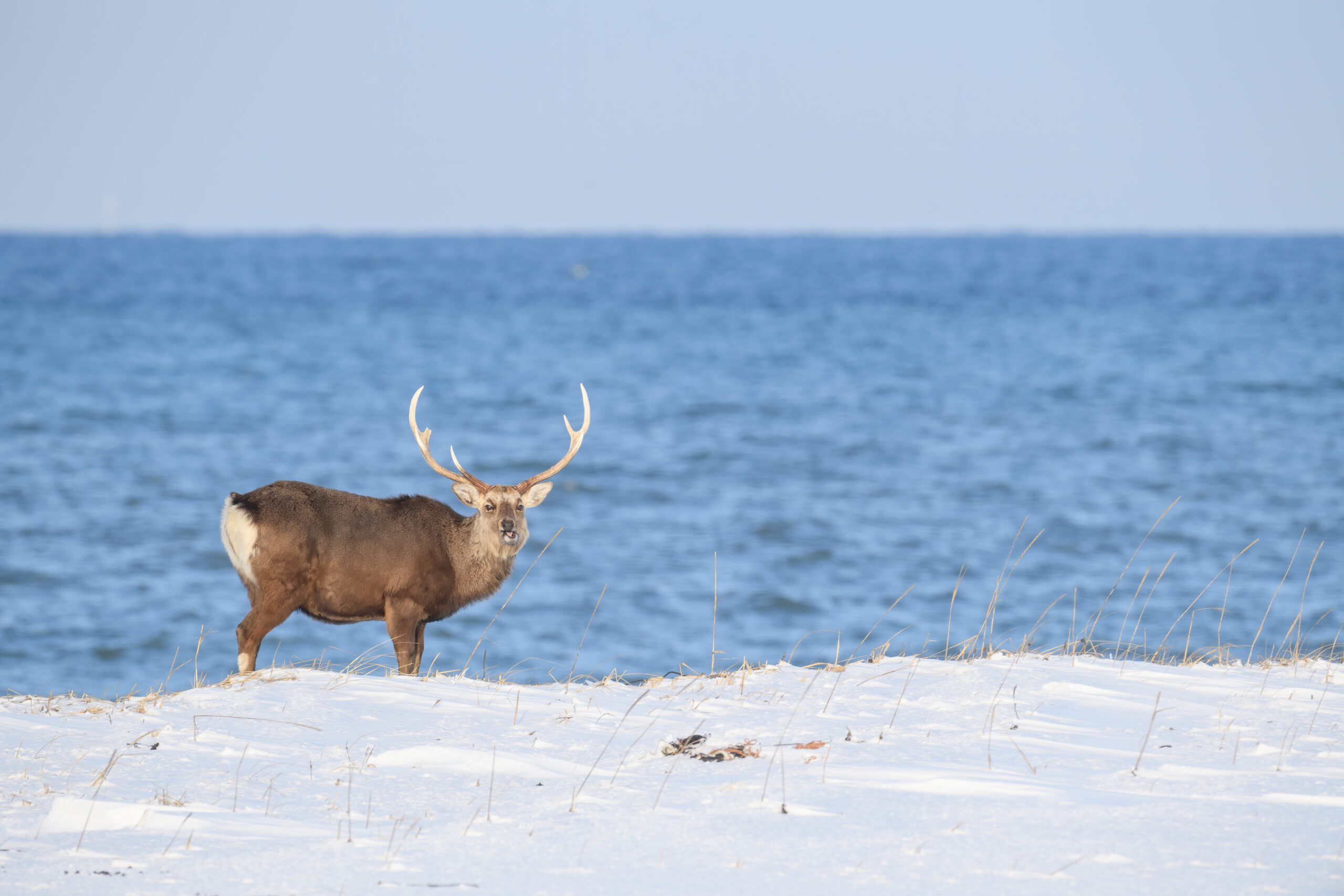 Sika Deer (Cervus nippon)