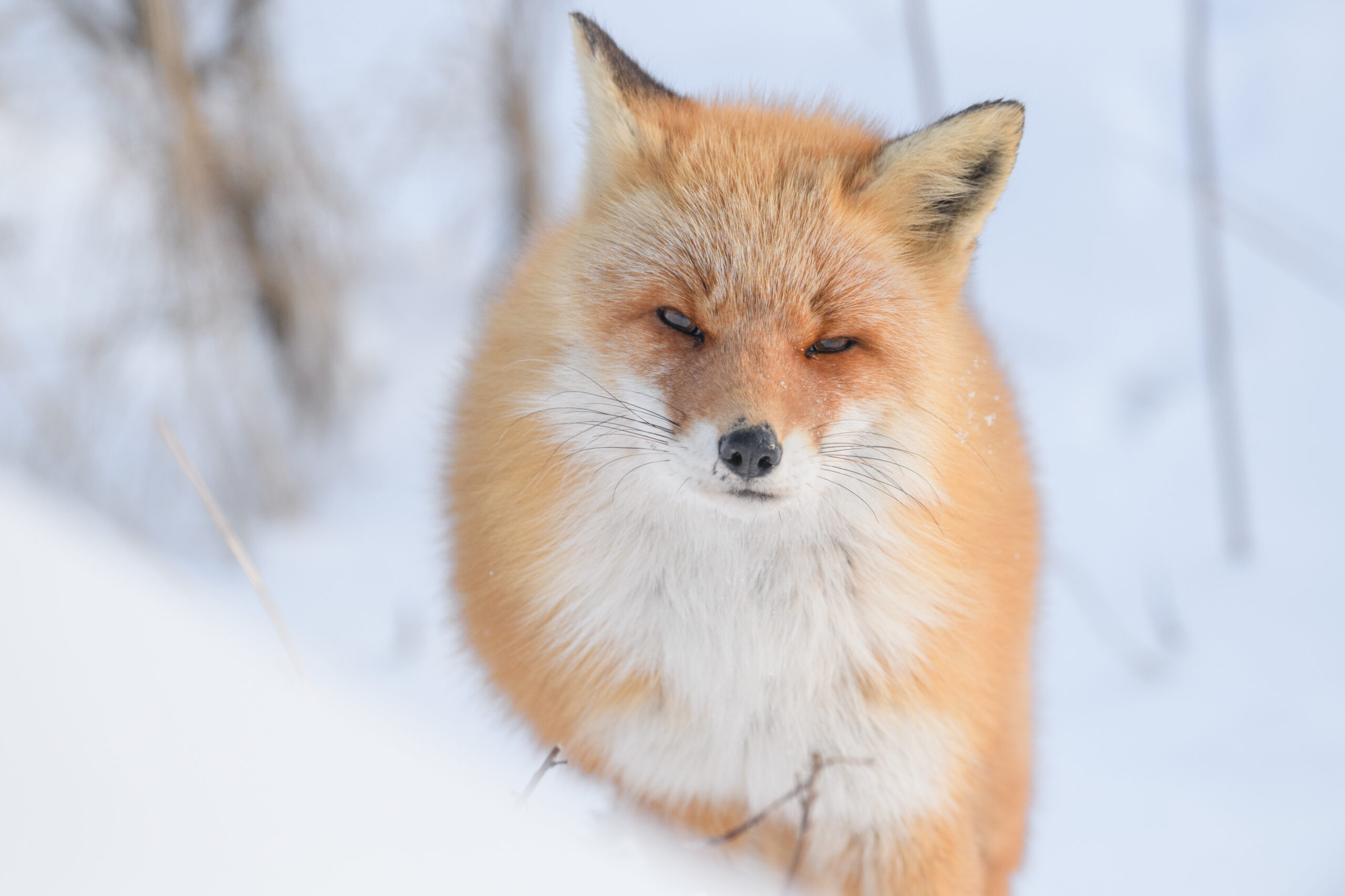Hokkaido Red Fox (Vulpes vulpes ssp. schrencki)