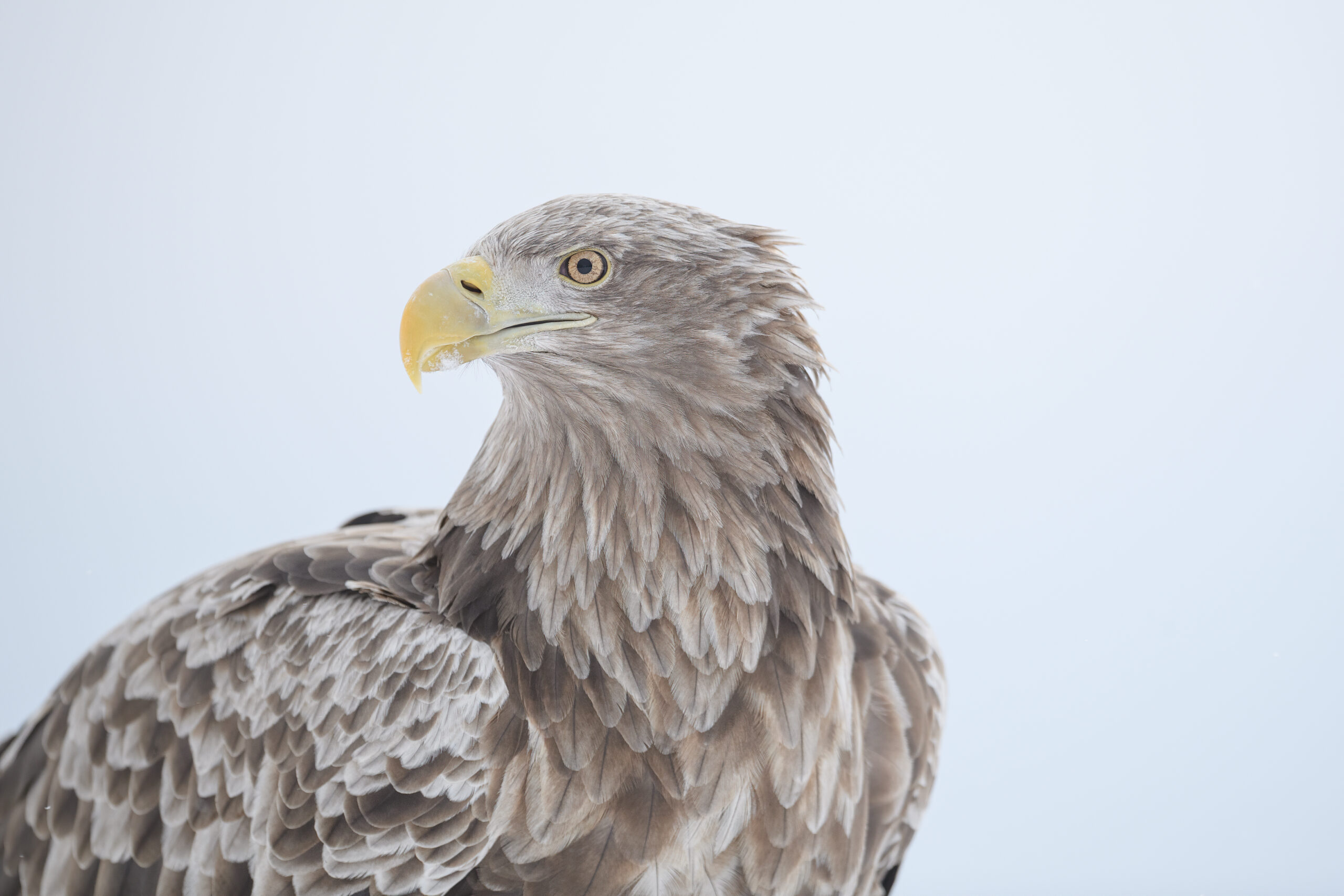 White-tailed Eagle (Haliaeetus albicilla)