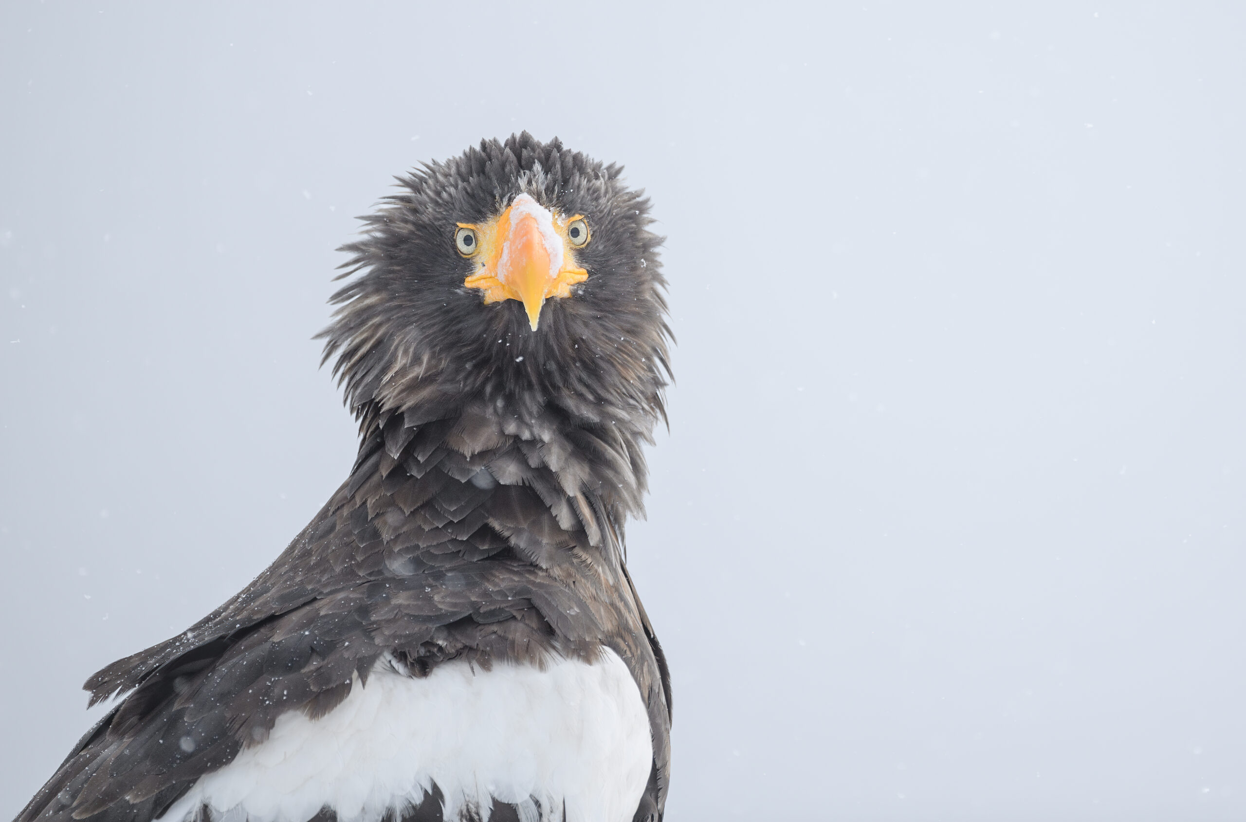 Steller's Sea-Eagle (Haliaeetus pelagicus)