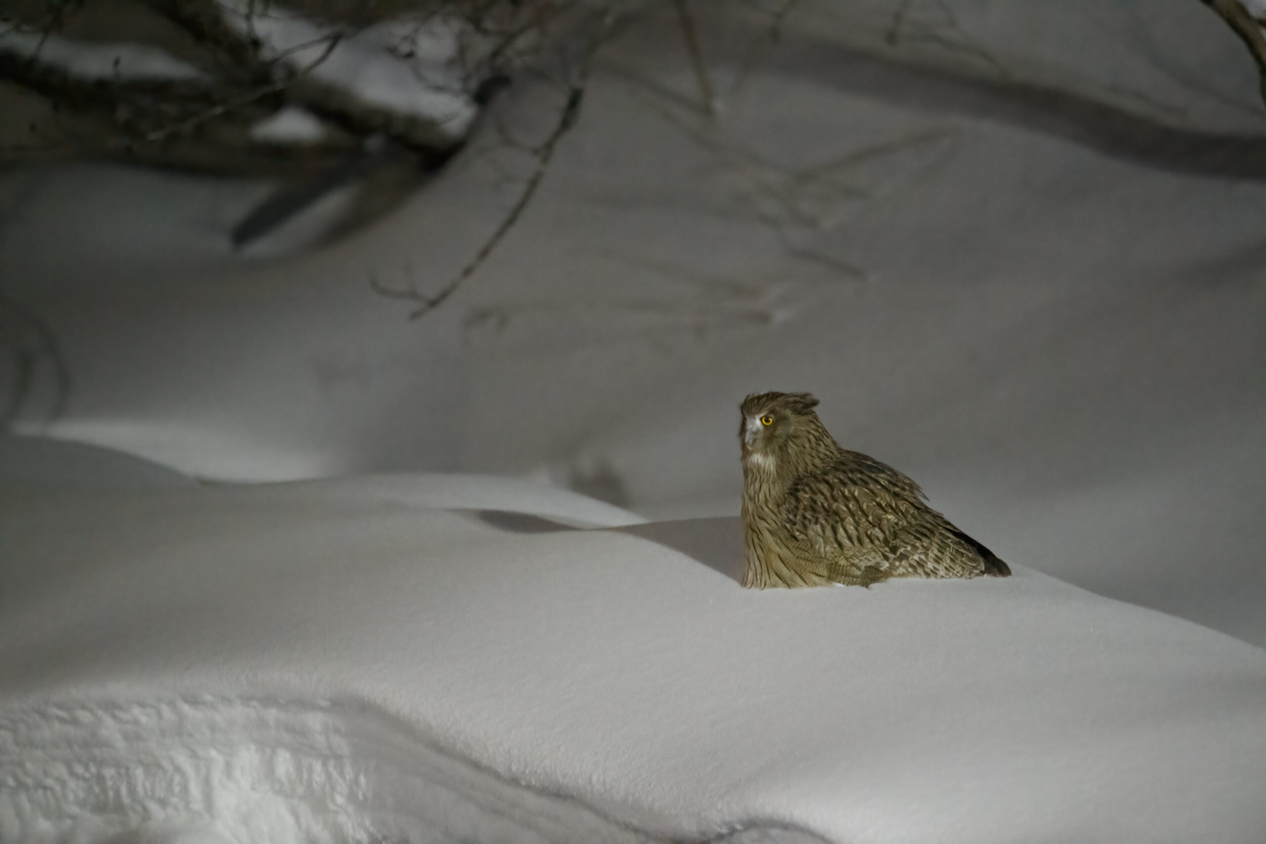 Blakiston's Fish-Owl (Ketupa blakistoni)