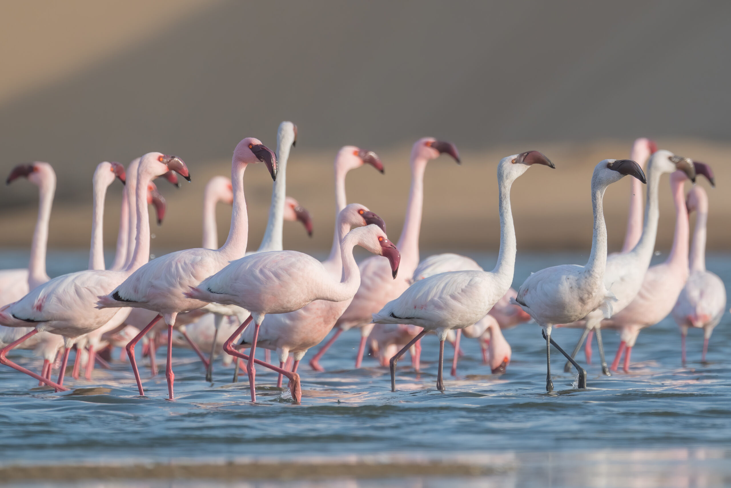 Lesser flamingo (Phoenicoparrus minor)