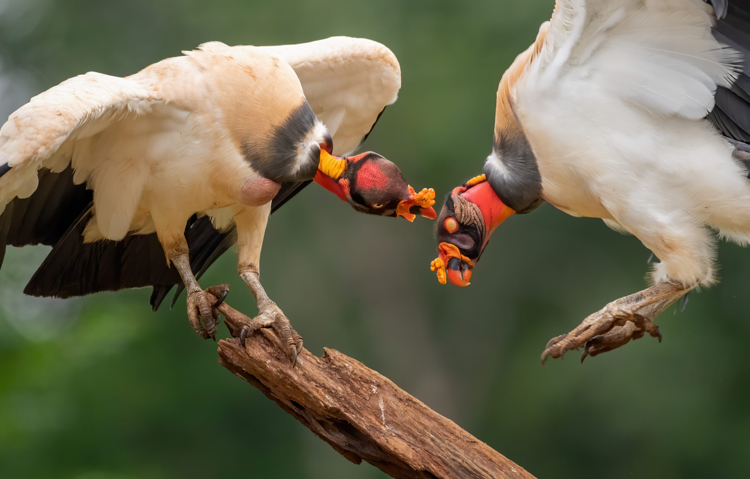 King vulture (Sarcoramphus papa)