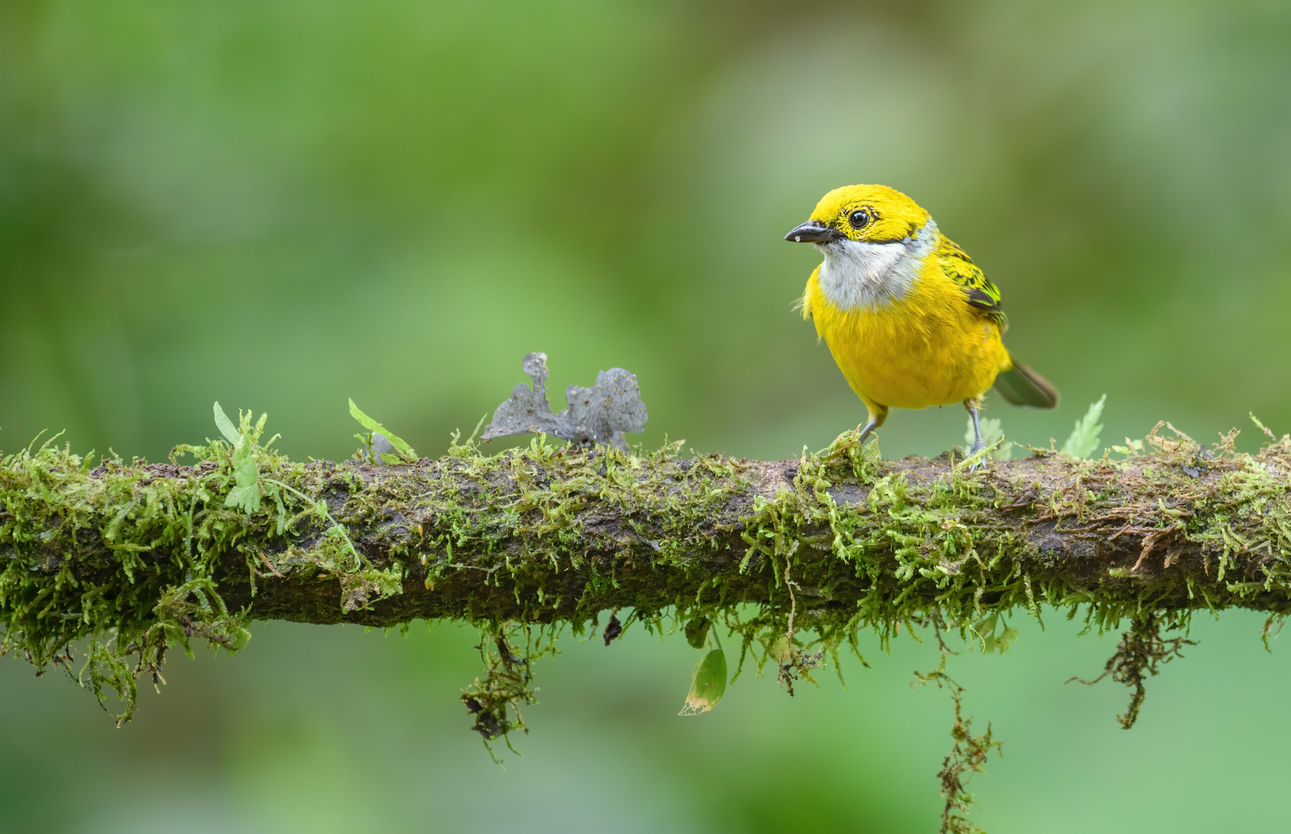 Silver-throated Tanager (Tangara icterocephala)