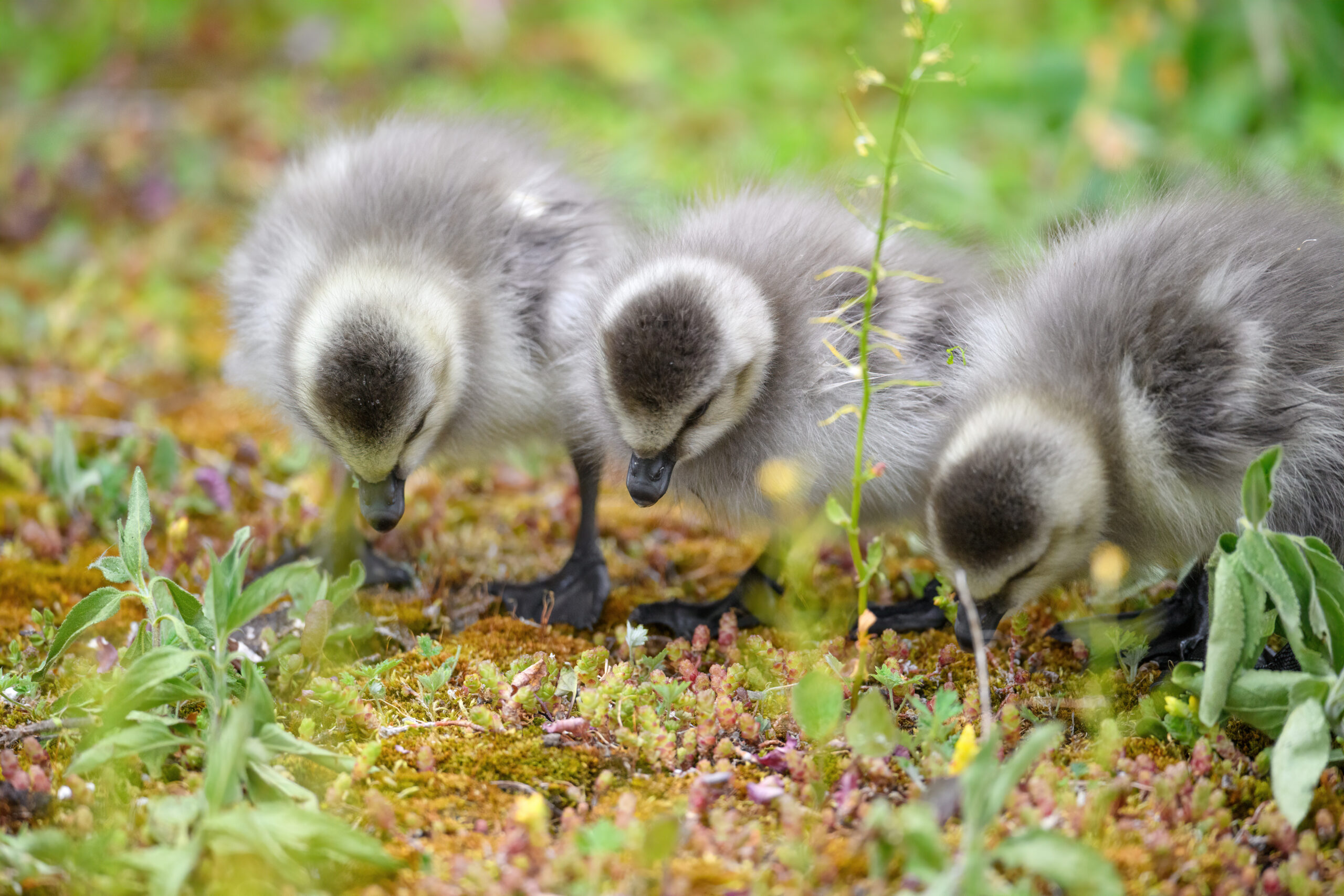 Hvitkinngås - Barnacle goose (Branta leucopsis)