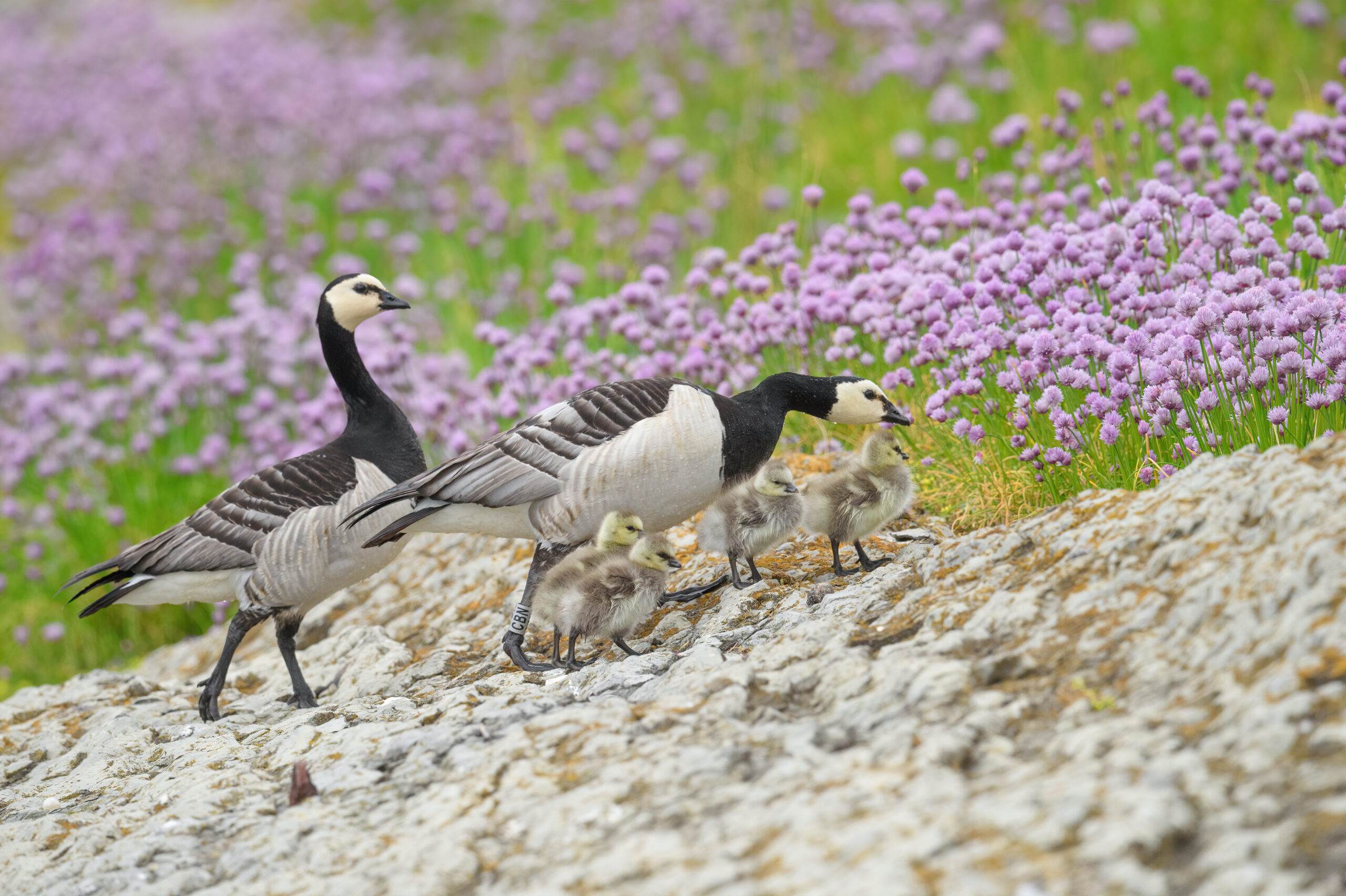 Hvitkinngås - Barnacle goose (Branta leucopsis)