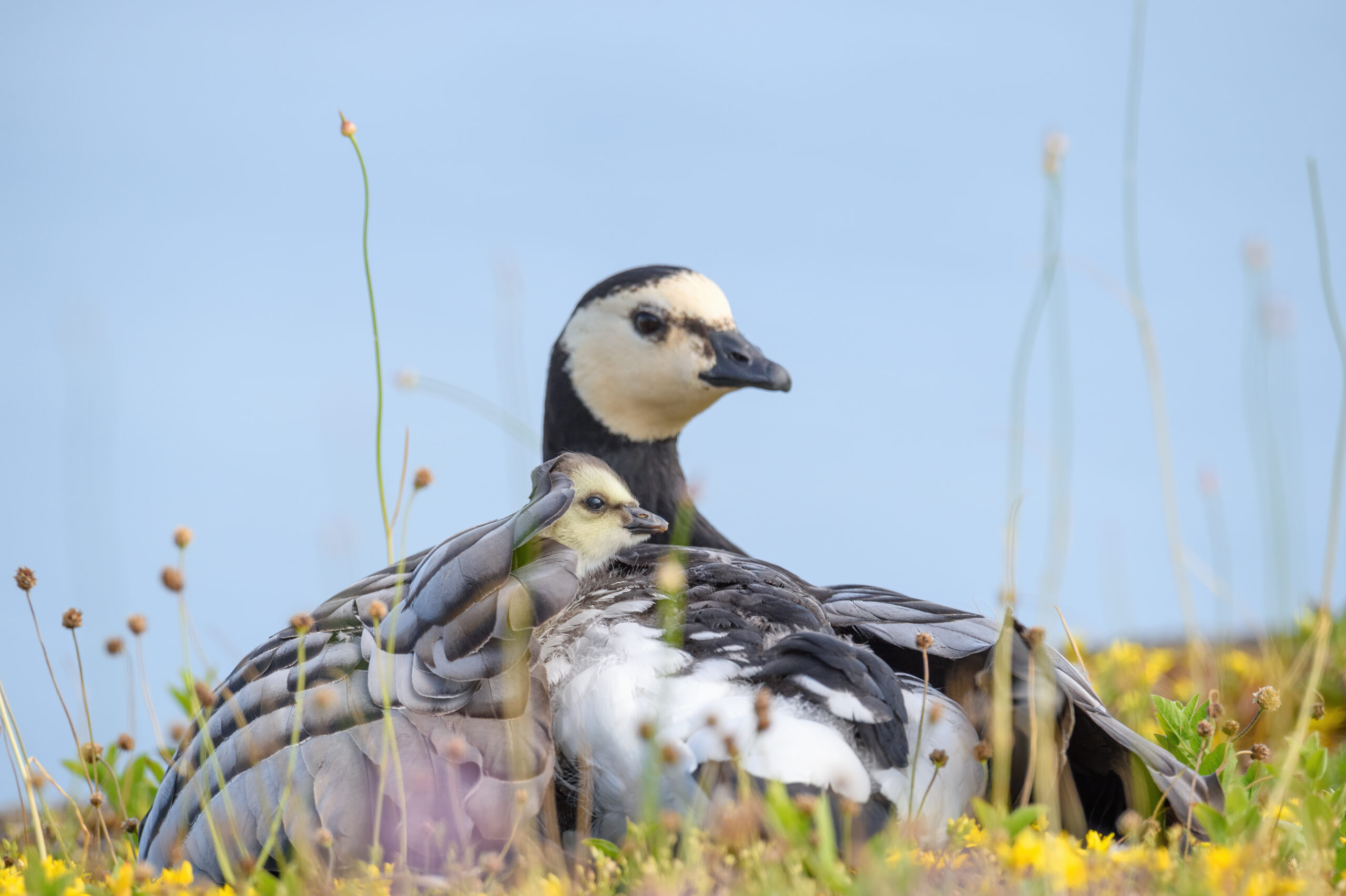 Hvitkinngås - Barnacle goose (Branta leucopsis)