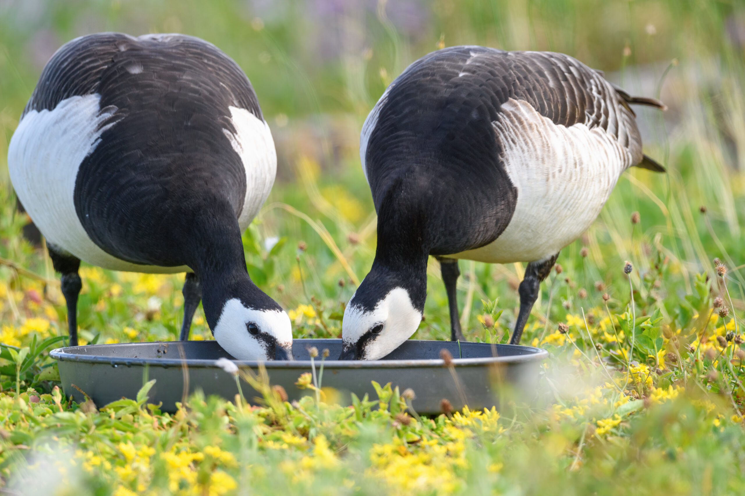 Hvitkinngås - Barnacle goose (Branta leucopsis)