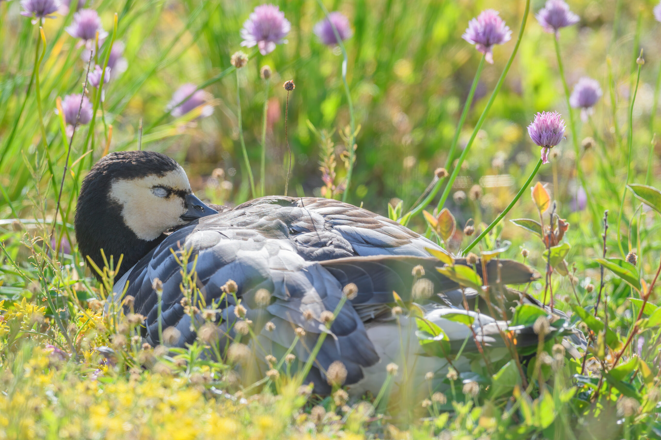Hvitkinngås - Barnacle goose (Branta leucopsis)