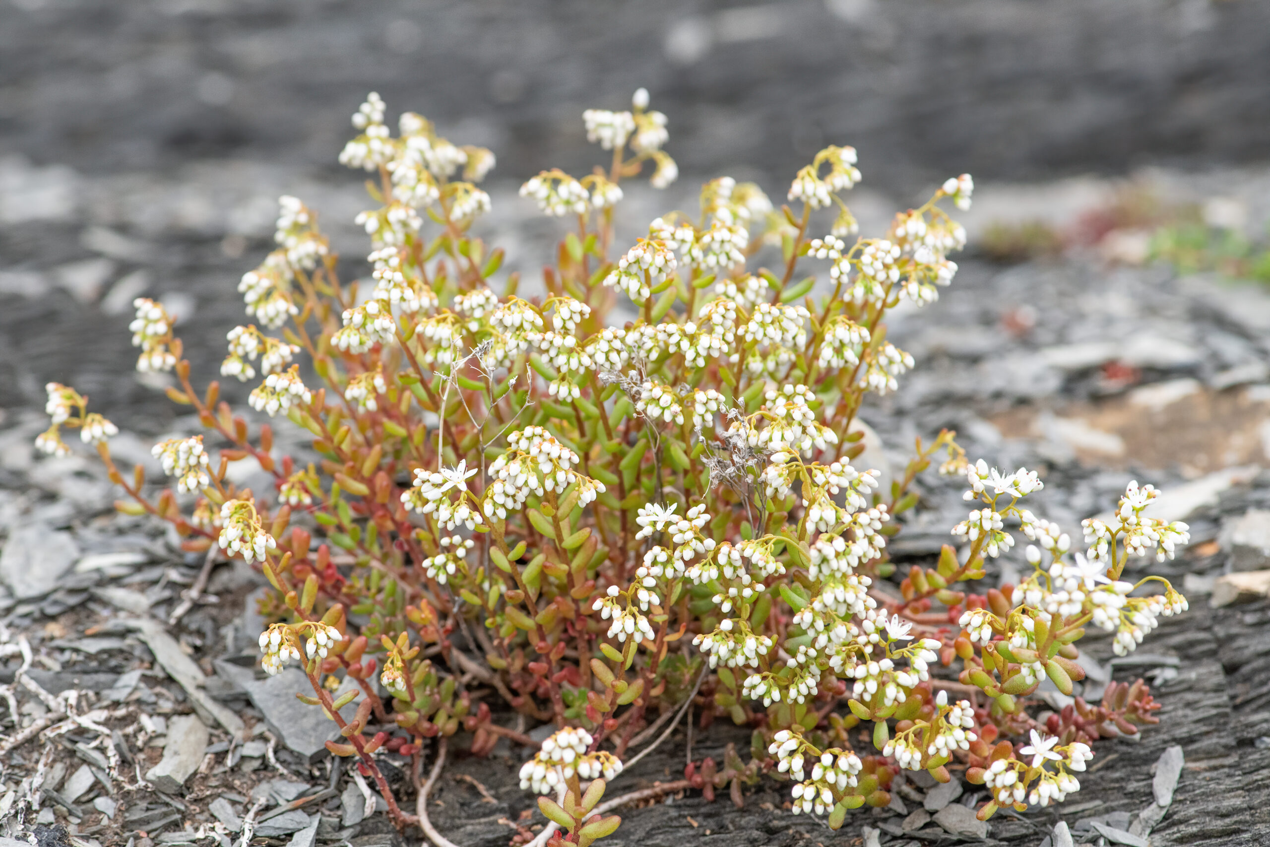 Hvitbergknapp - White Stonecrop (Sedum album)