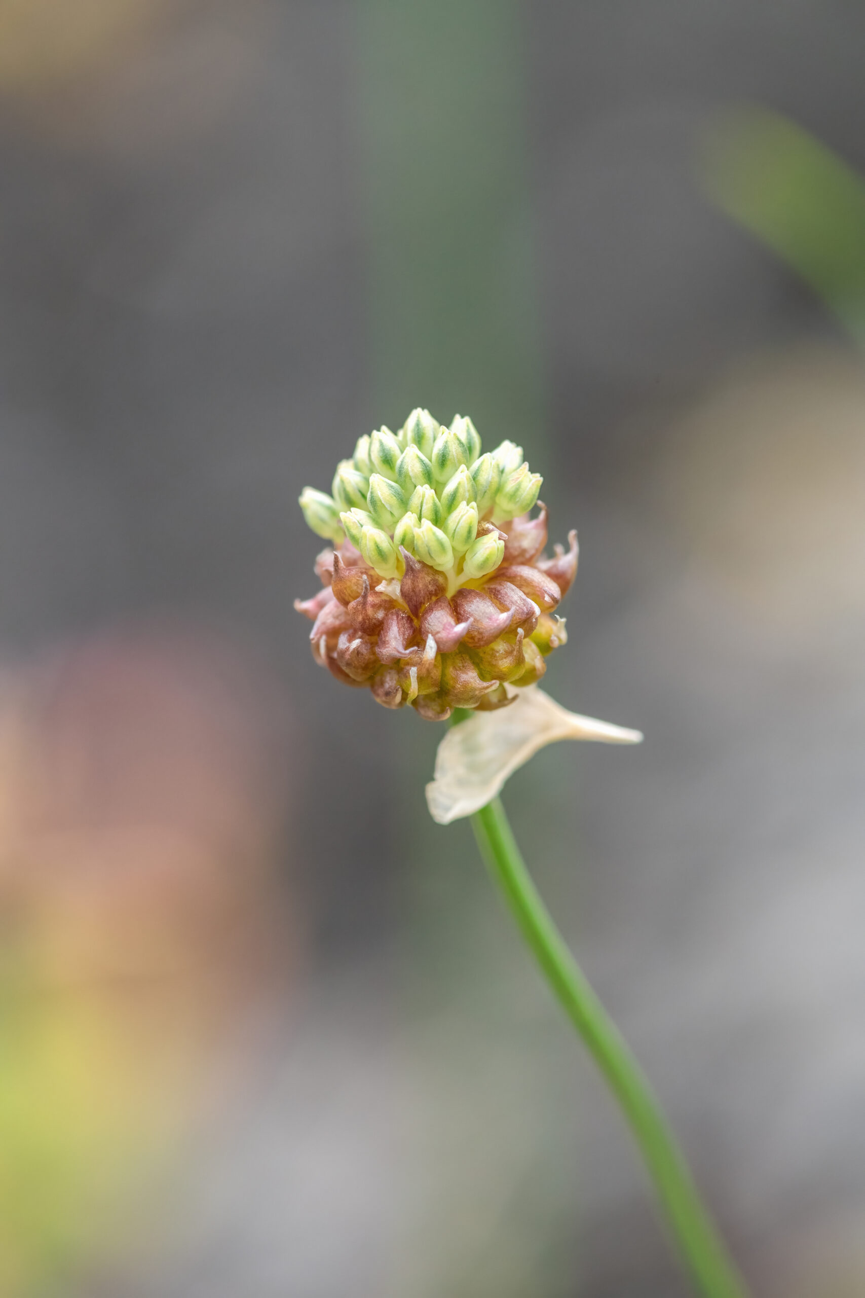 Strandløk – Wild Garlic (Allium vineale)