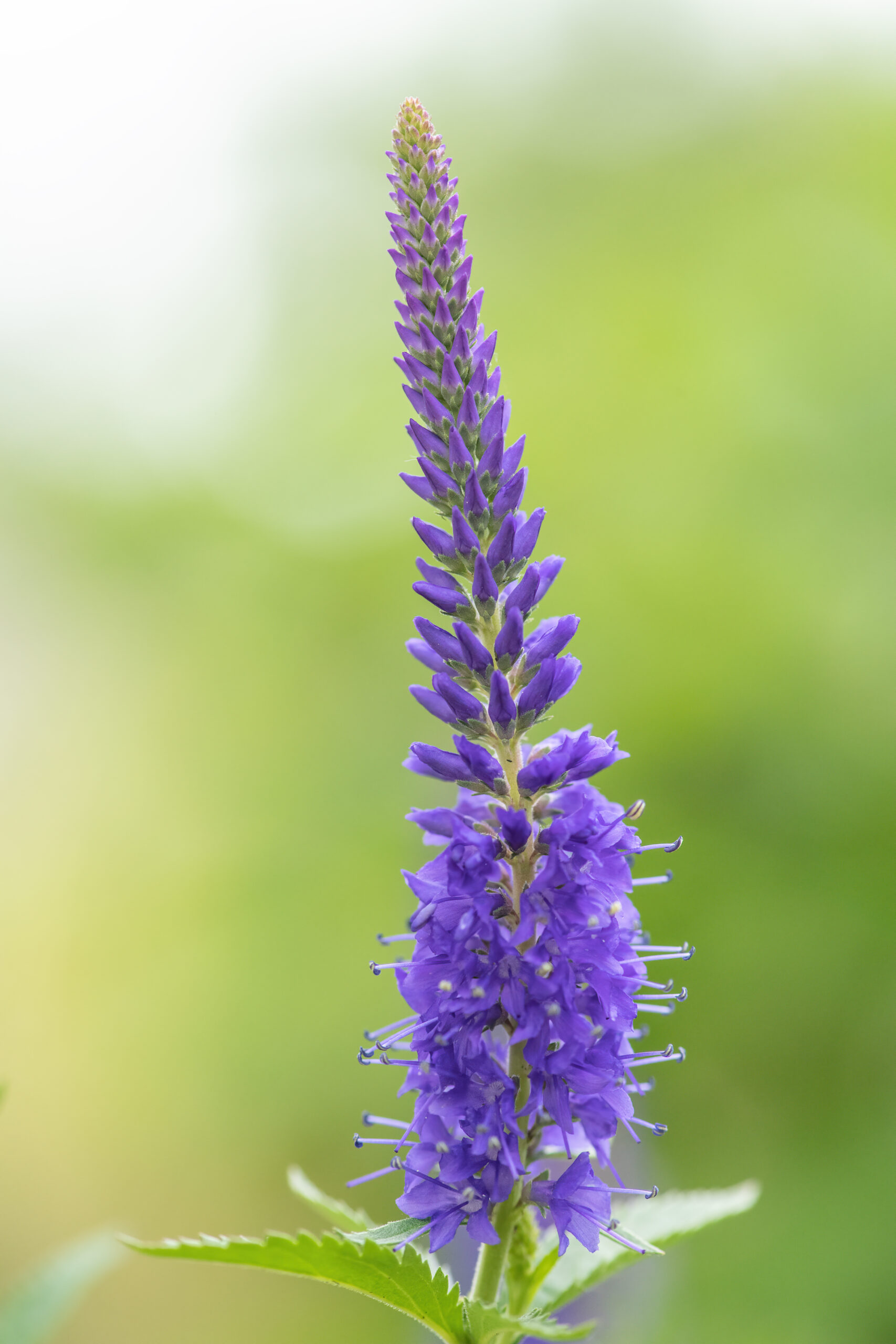 Aksveronika - Spiked Speedwell (Veronica spicata)