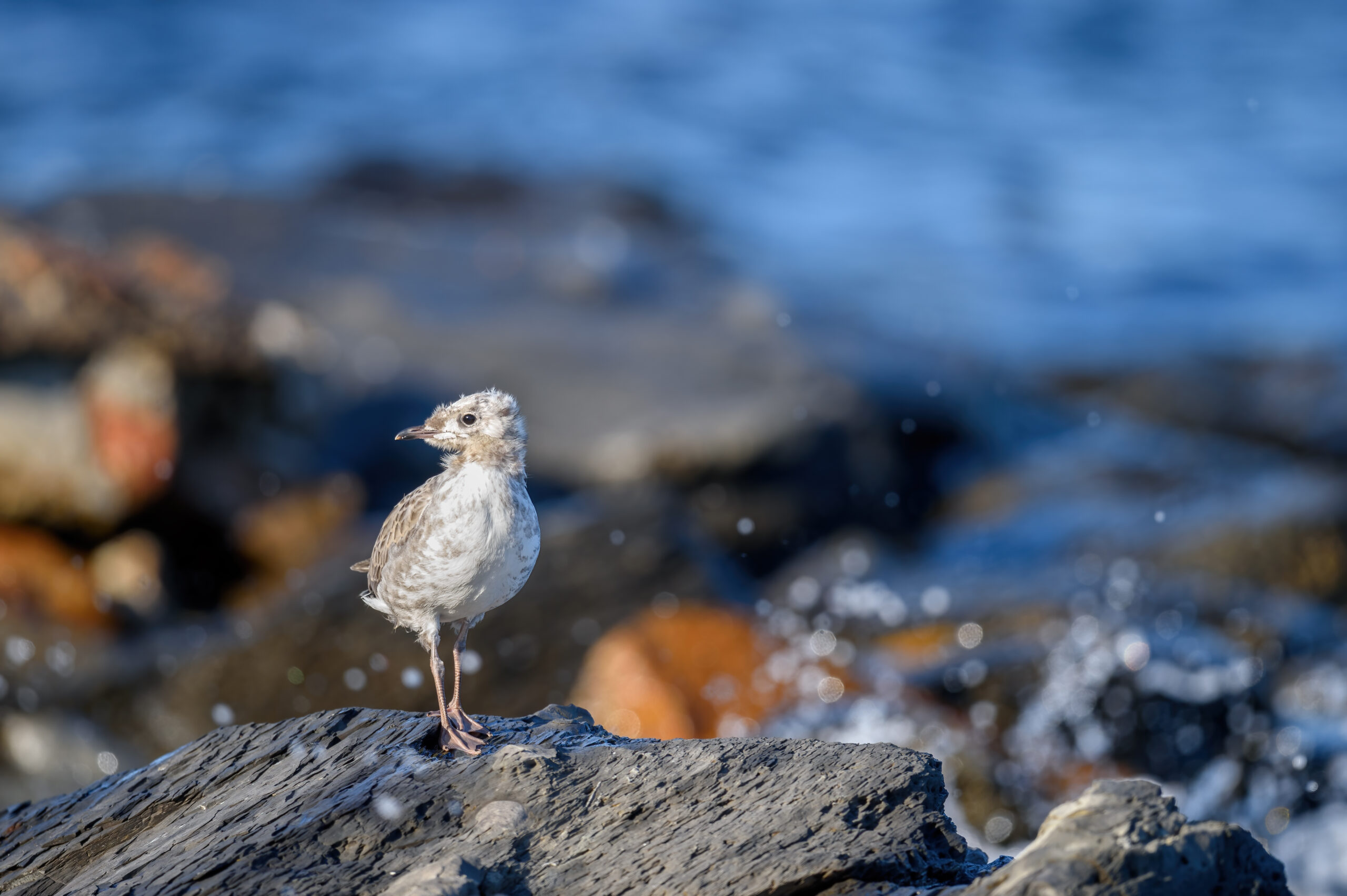 Fiskemåke - Mew gull (Larus canus)
