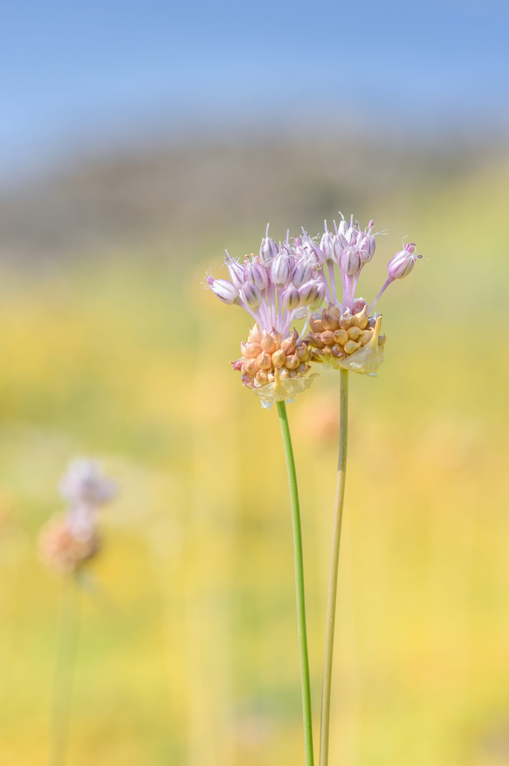 Strandløk – Wild Garlic (Allium vineale)