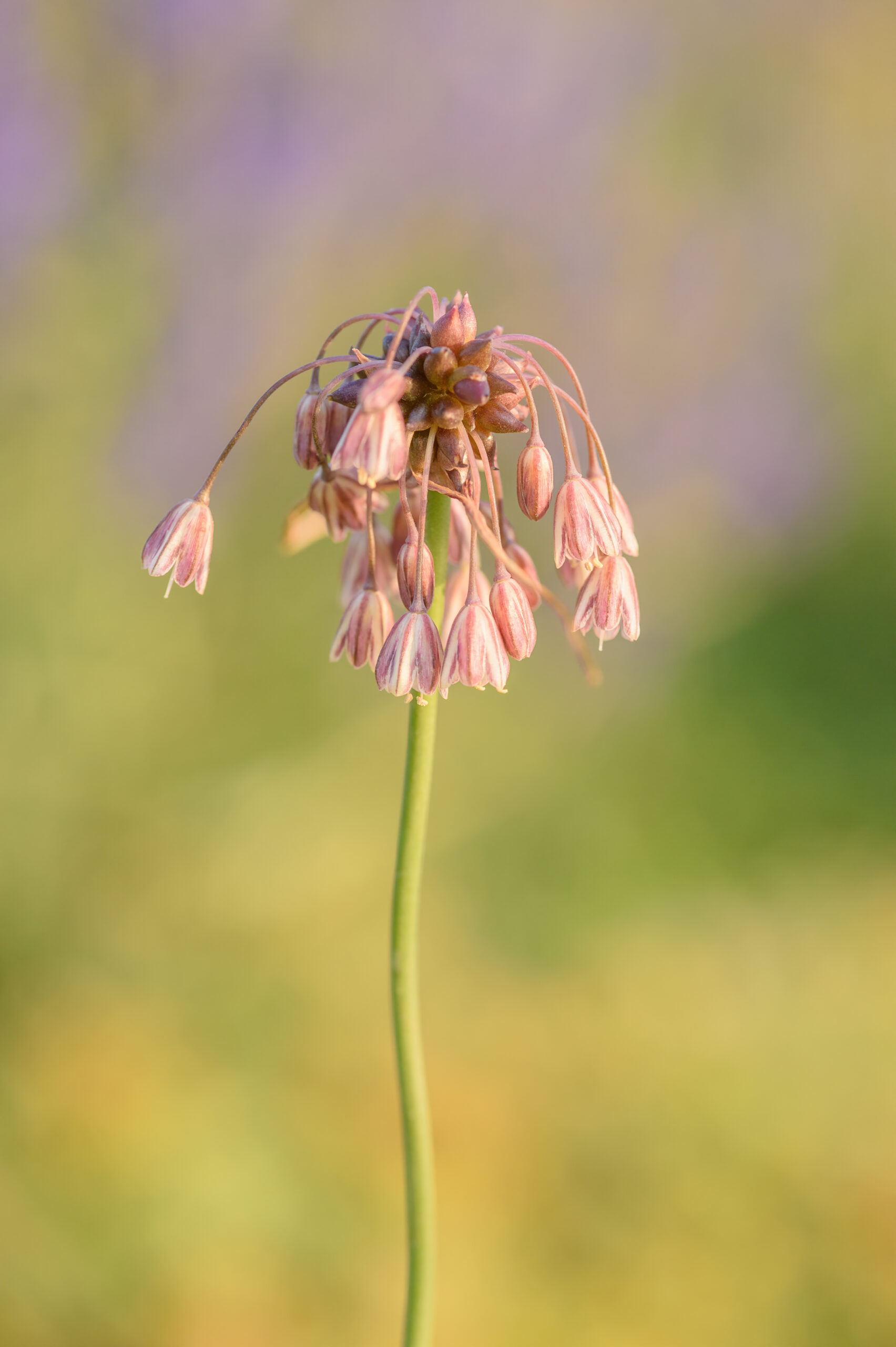 Villøk – Field Garlic (Allium oleraceum)