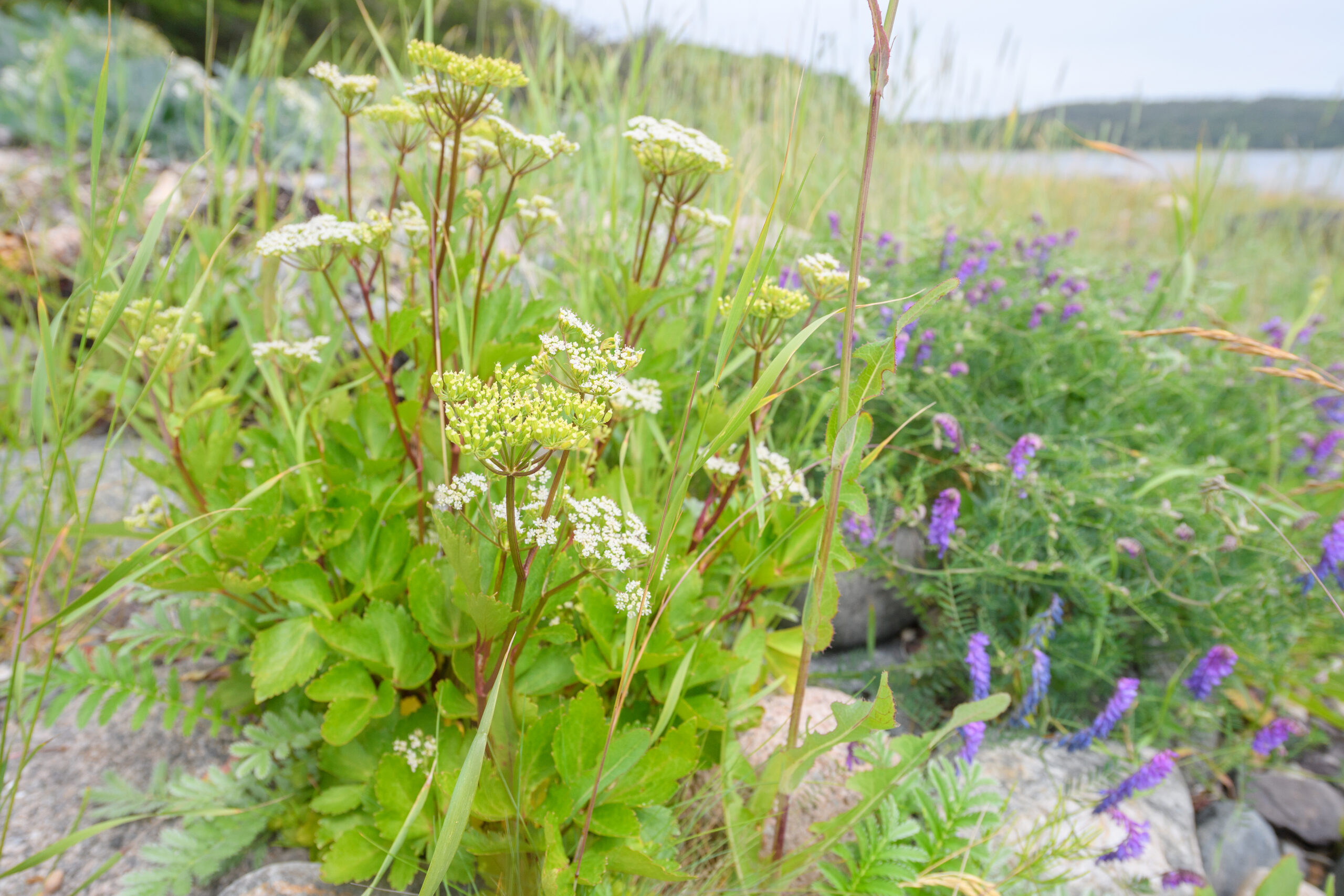 Strandkjeks (Ligusticum scothicum)