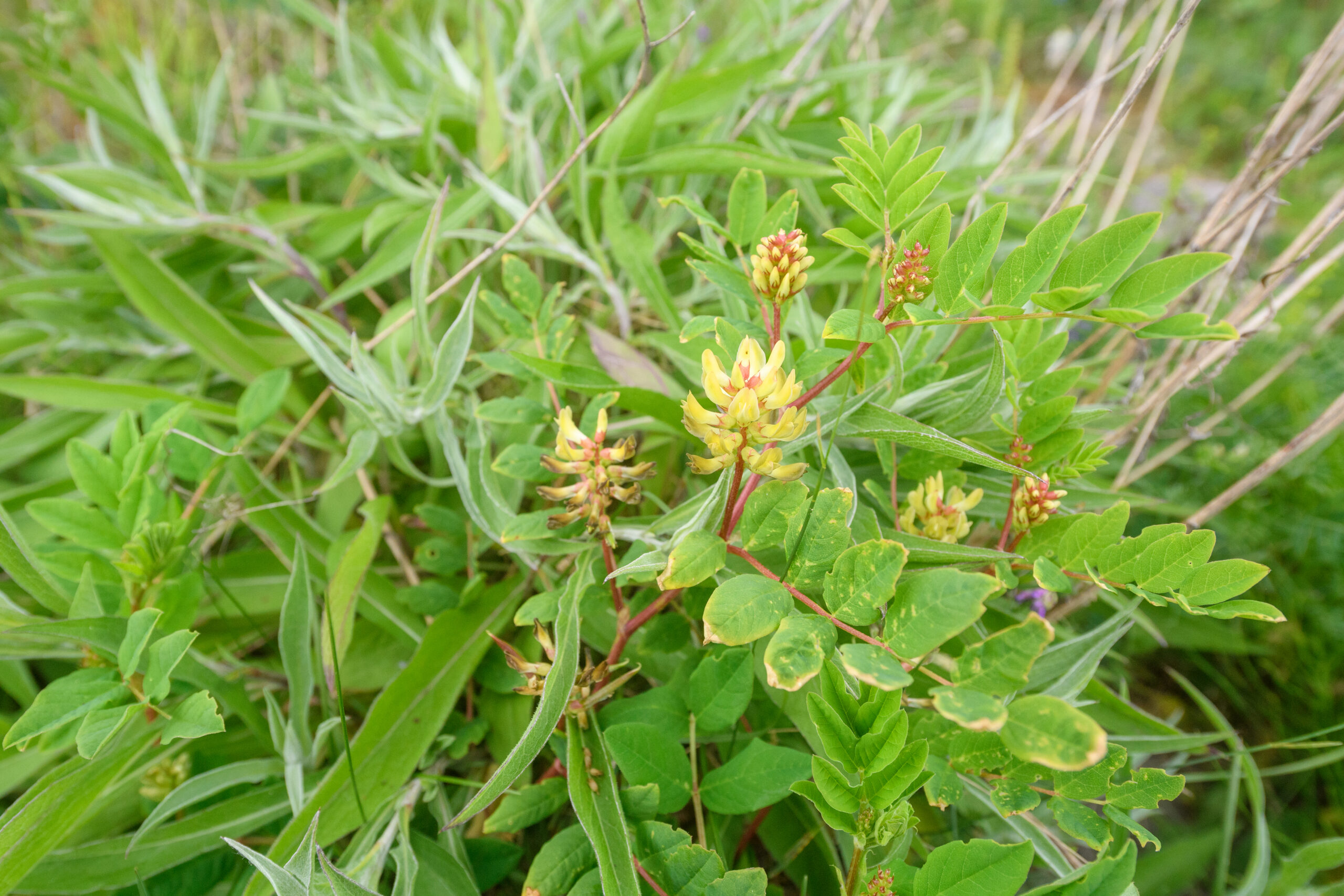 Lakrismjelt (Astragalus glycyphyllos)