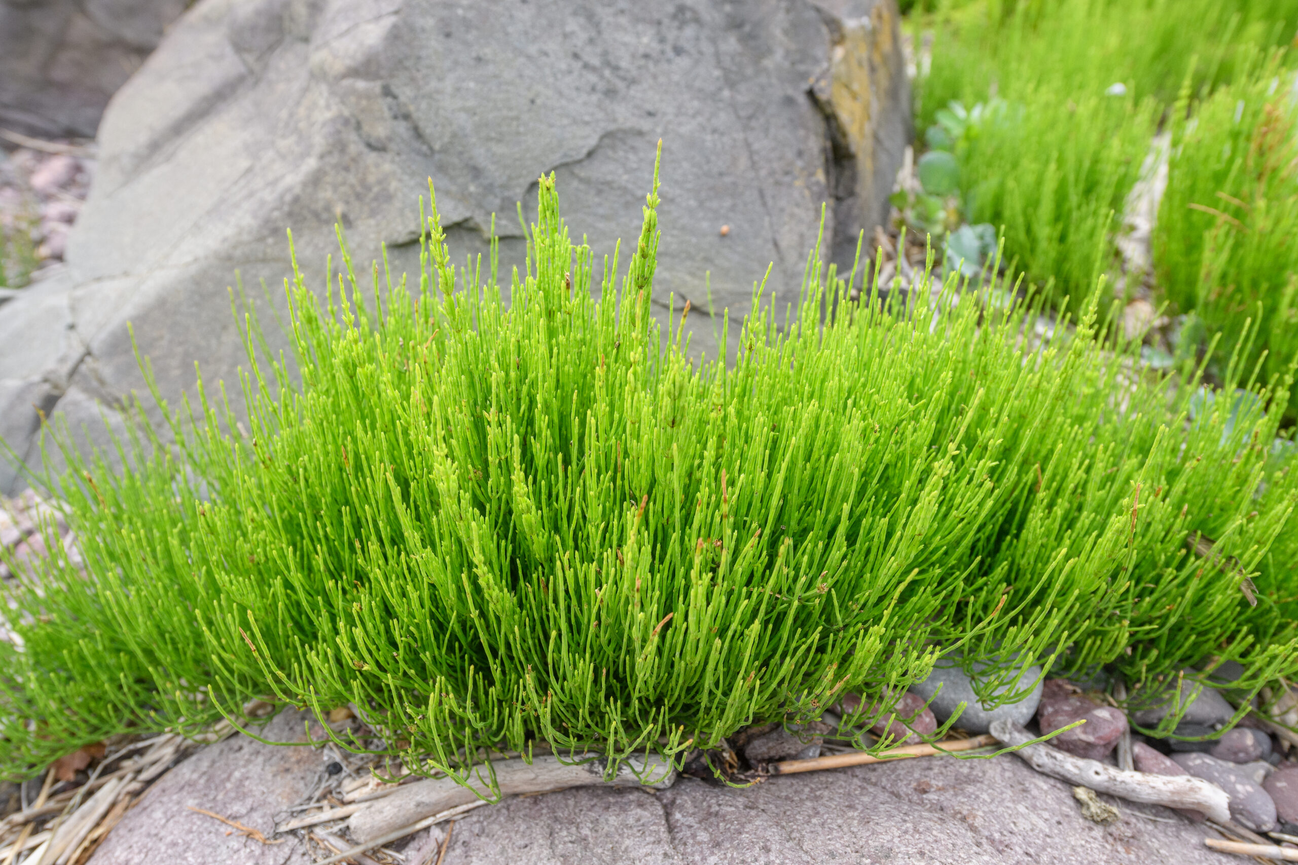 Åkersnelle (Equisetum arvense)