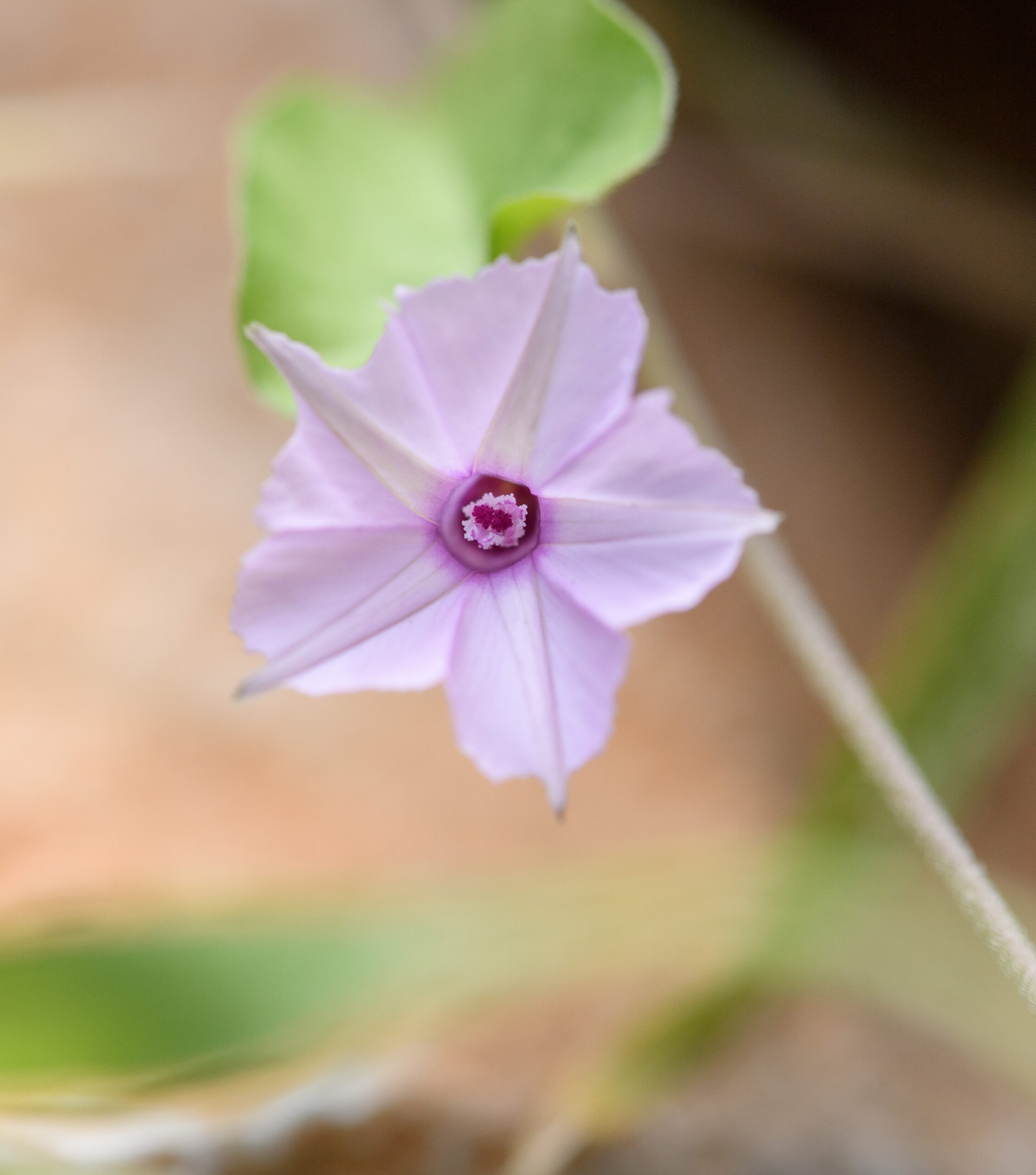 Purple-throat Morning Glory (Ipomoea sinensis)
