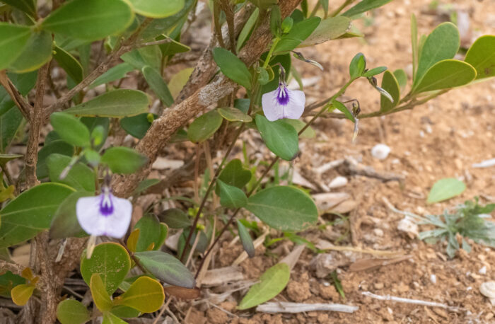 Spade Flower (Pigea enneasperma)