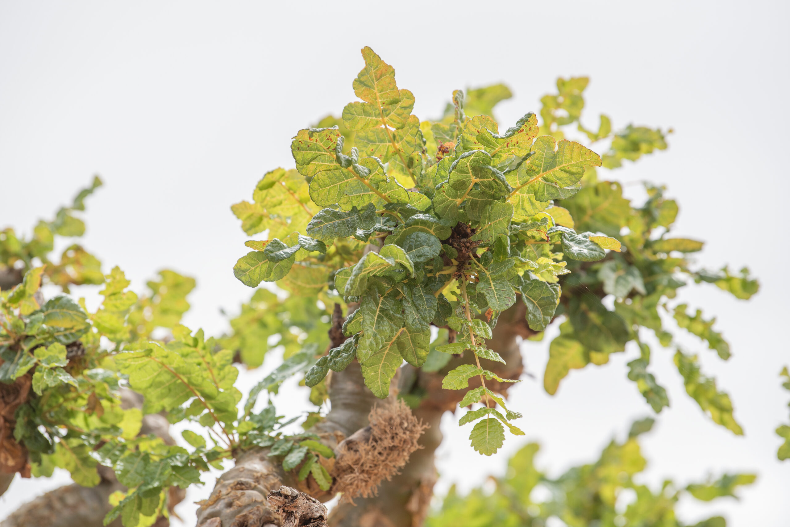 Boswellia ameero